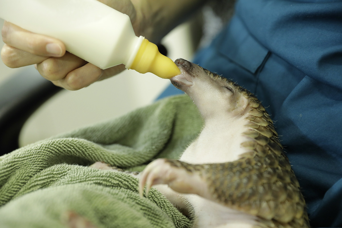 hand-raising pangolin