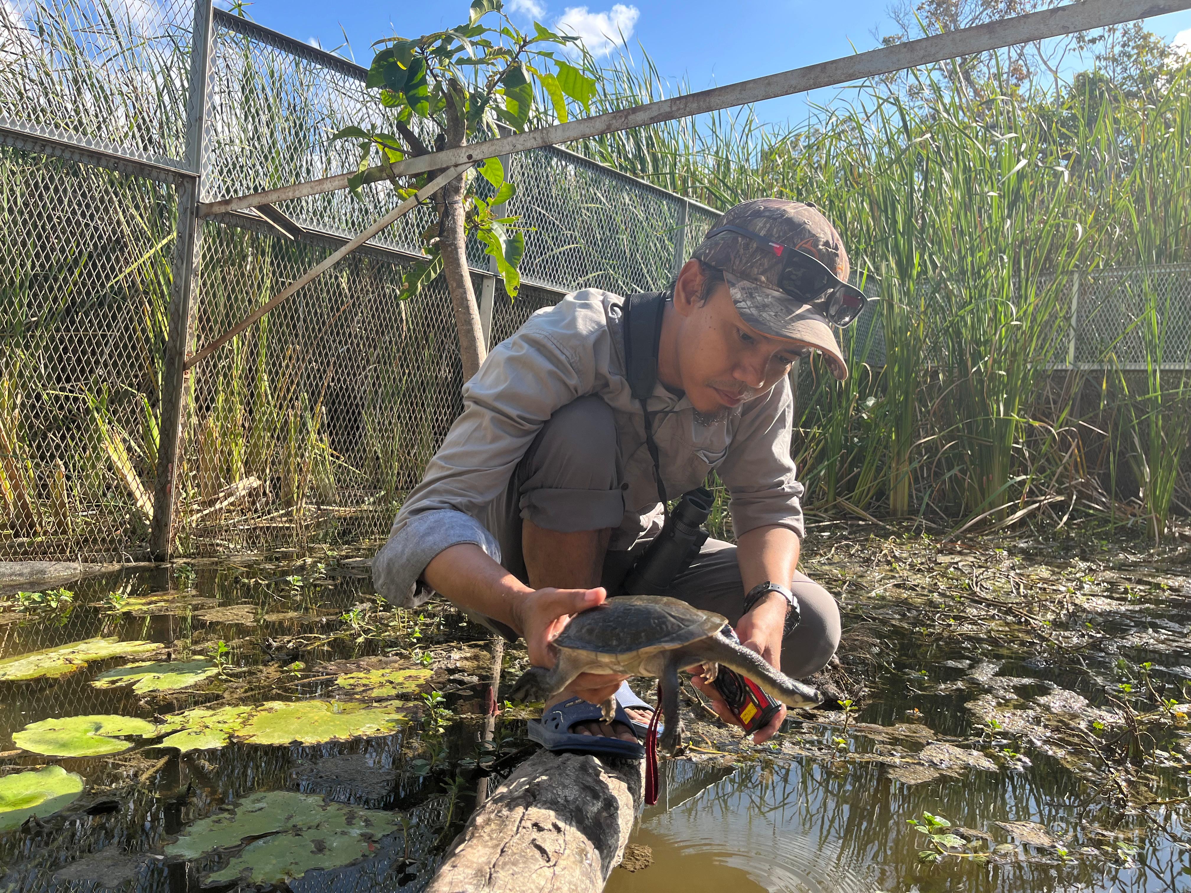 checking Rote turtles