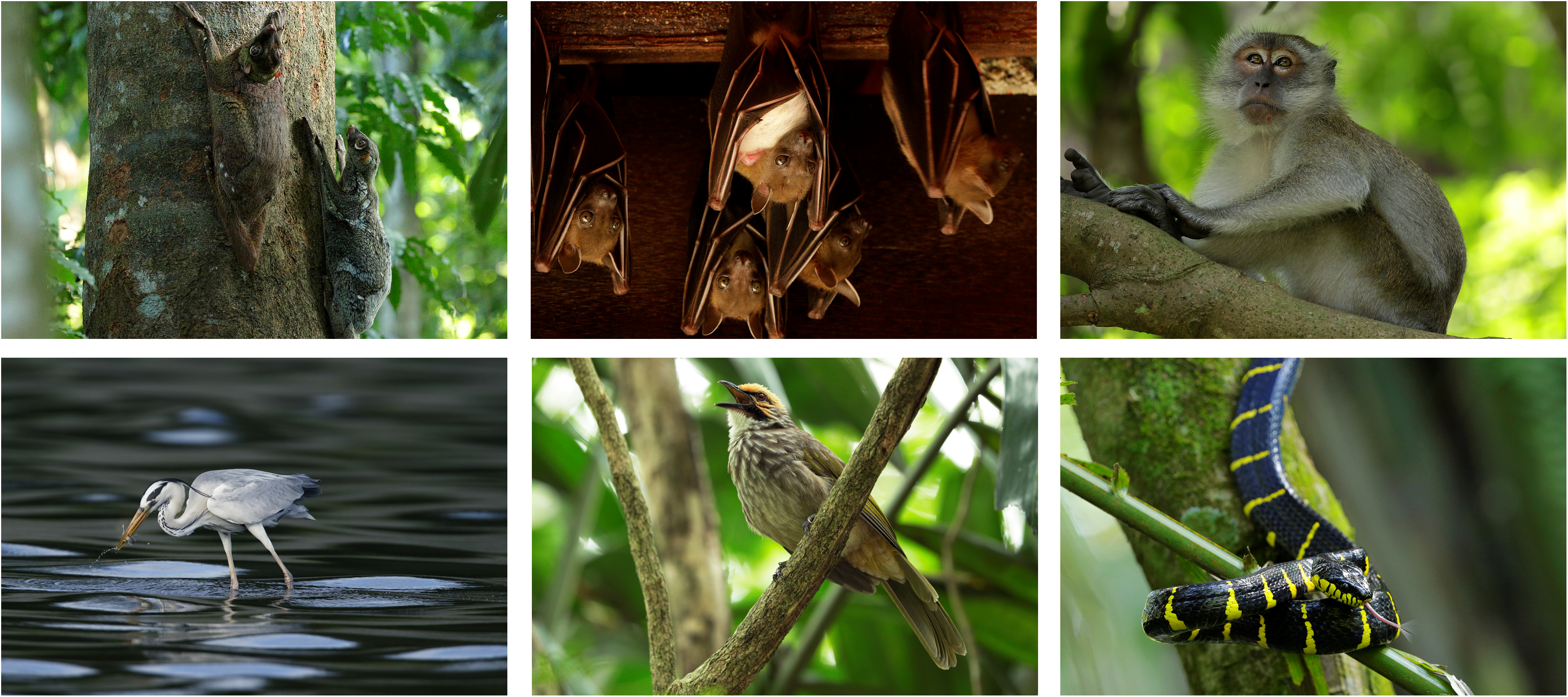 local wildlife in Mandai