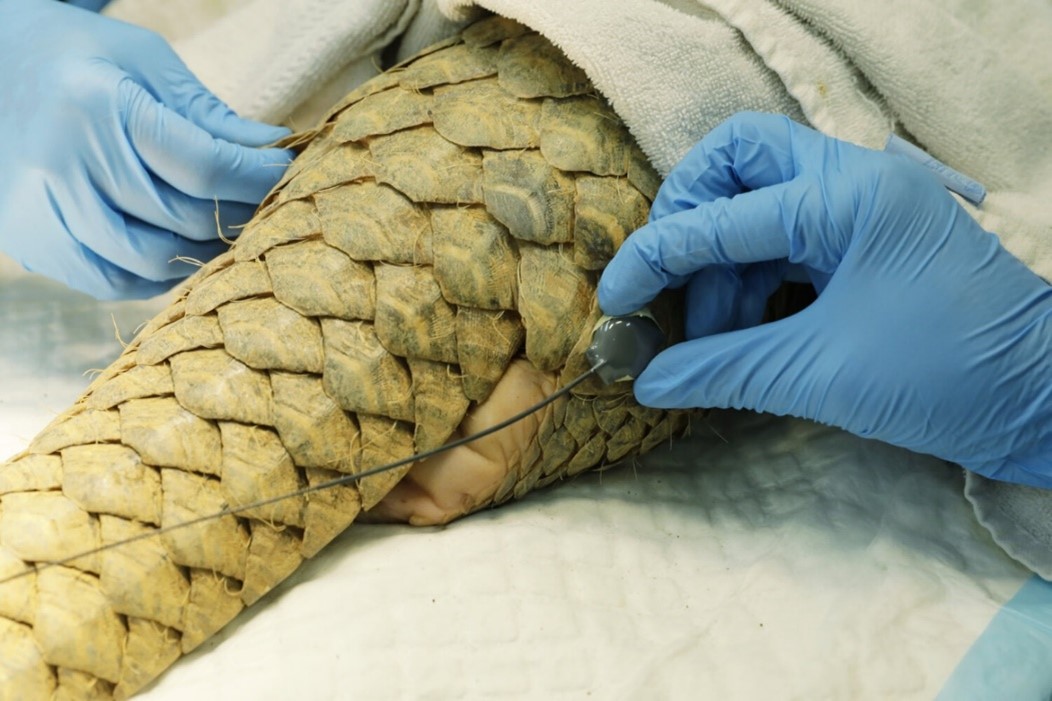 pangolin rehabilitation