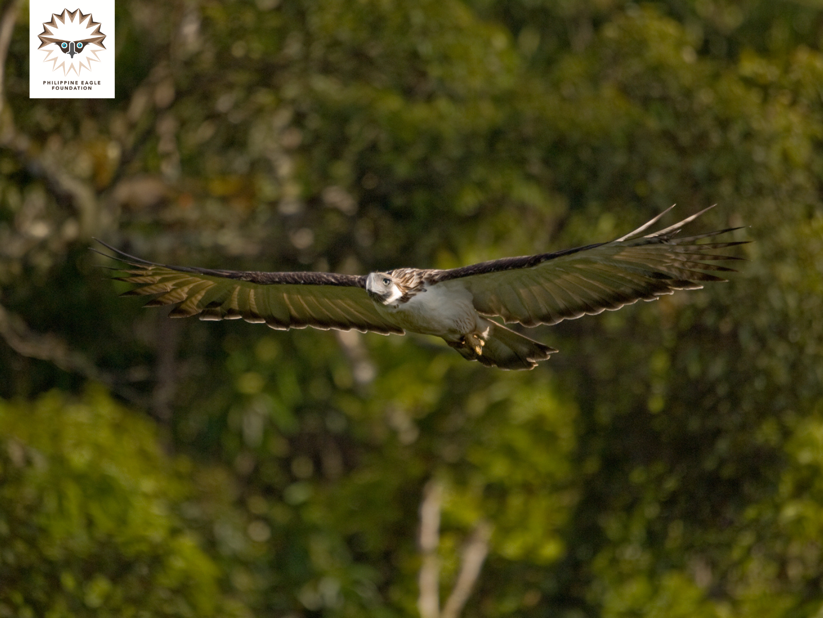 Philippine eagle