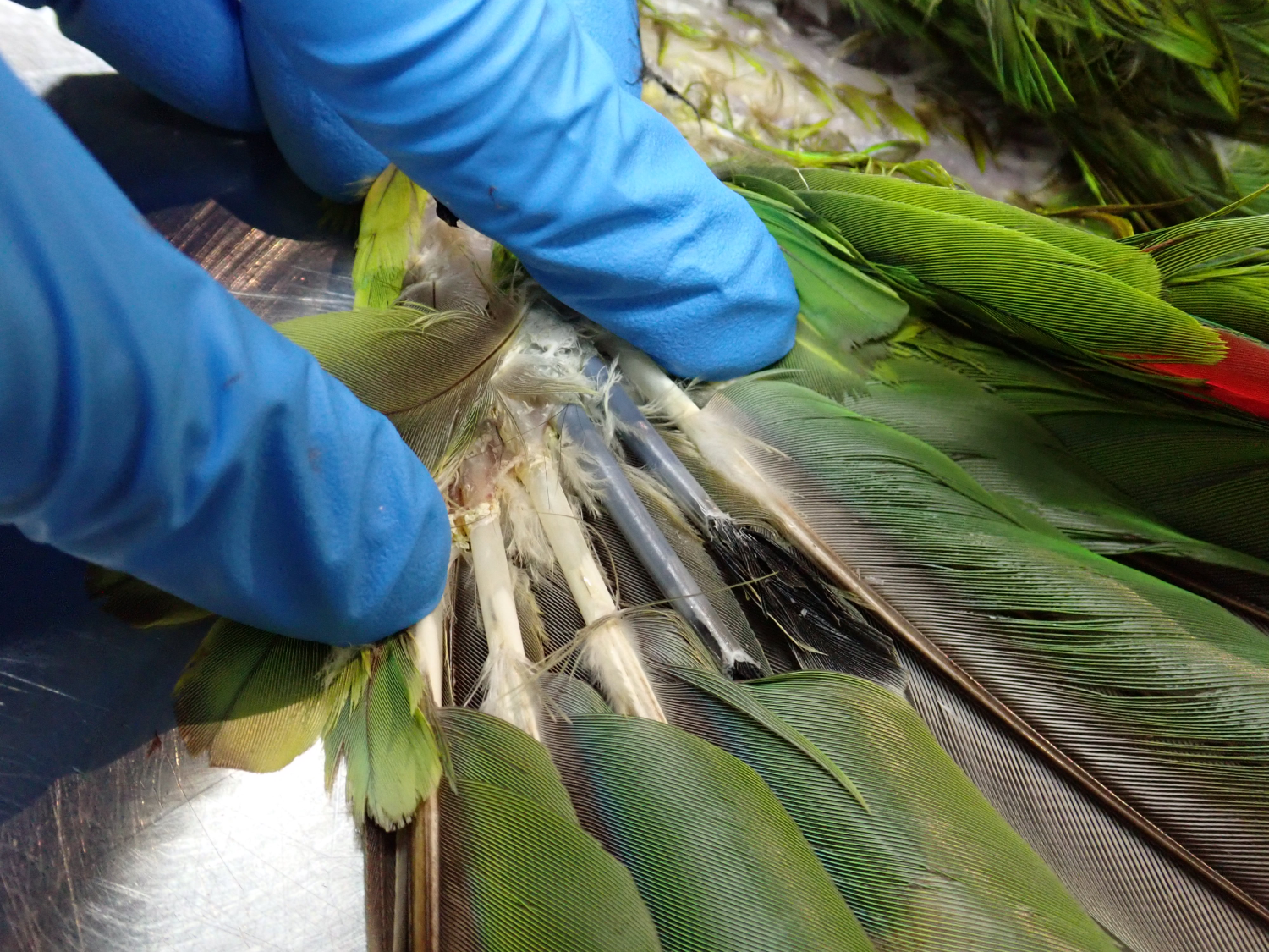 pin feathers