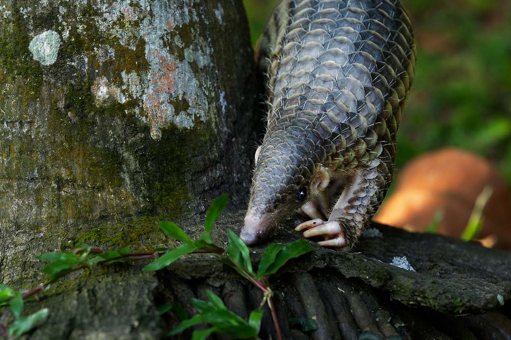 Sunda pangolin