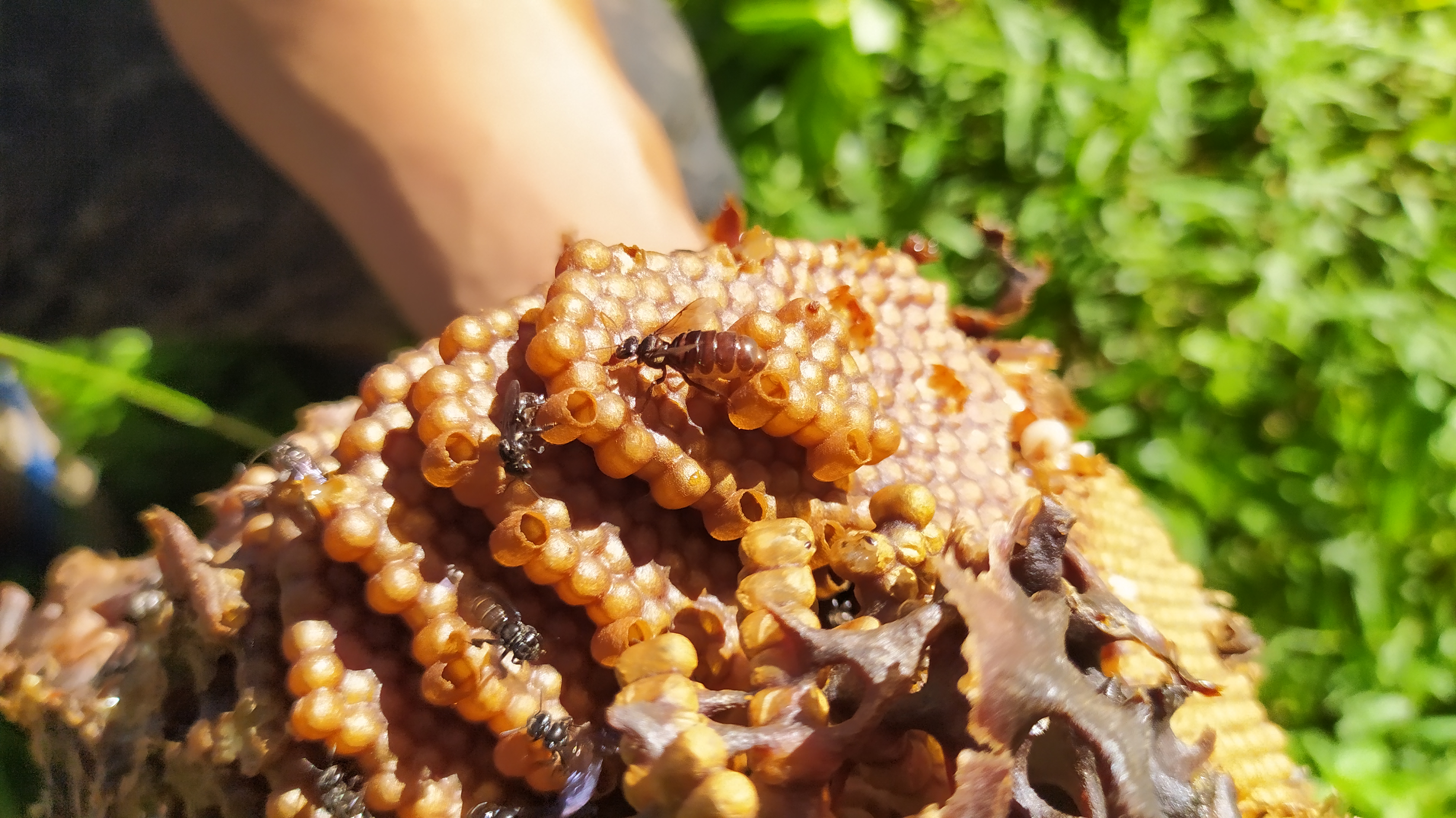 stingless bee colony