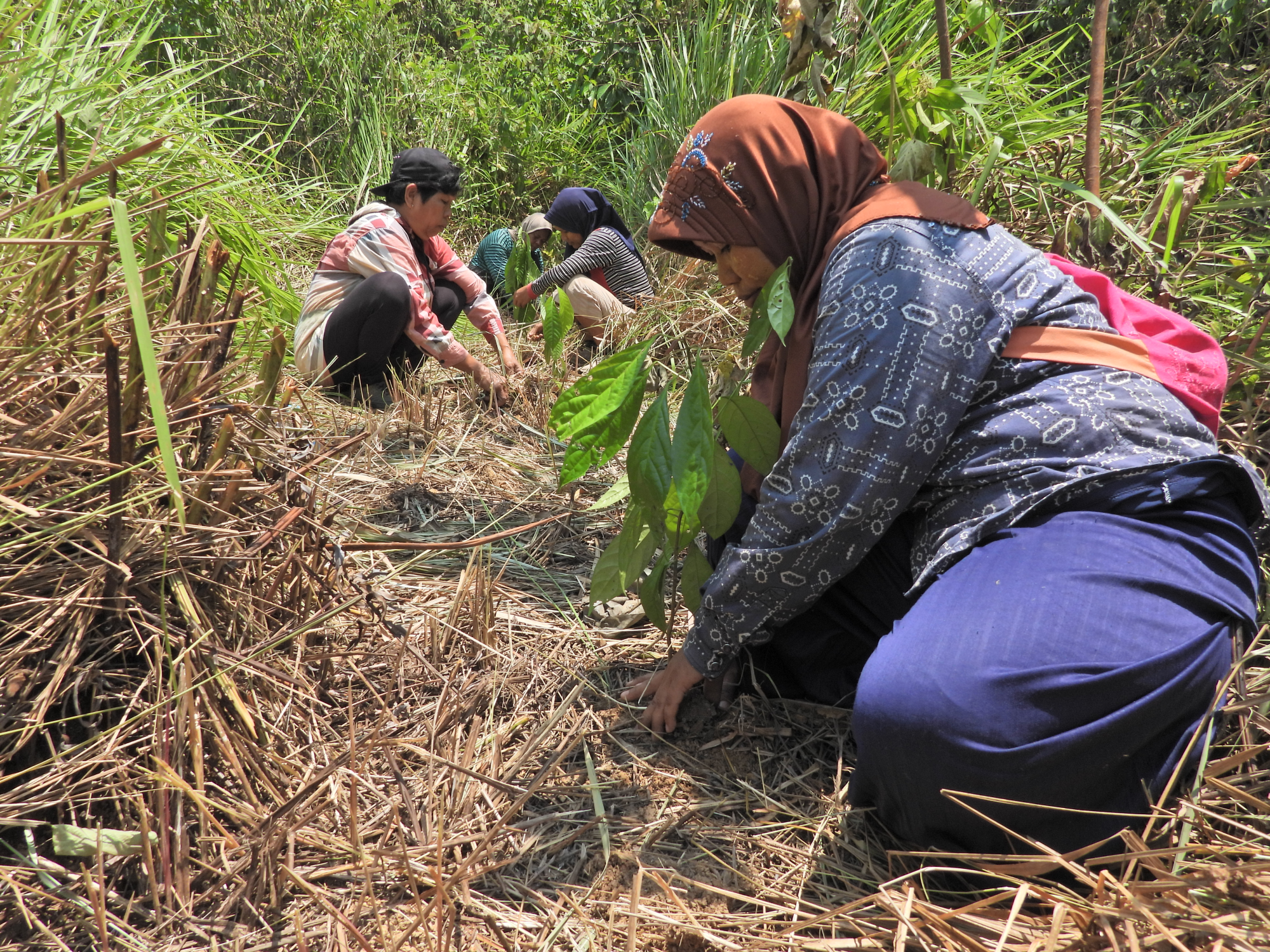 planting seedling