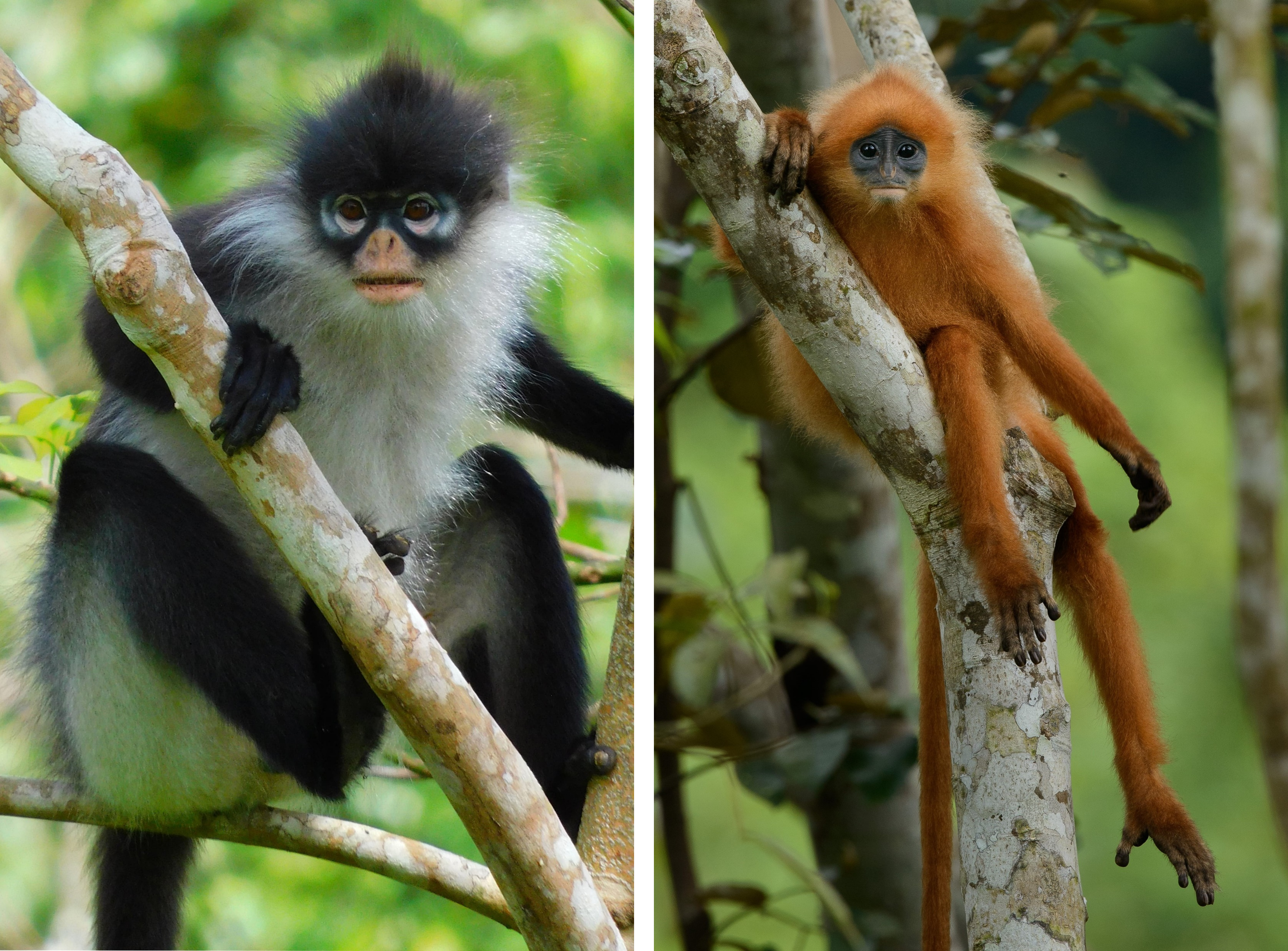 natuna maroon langurs
