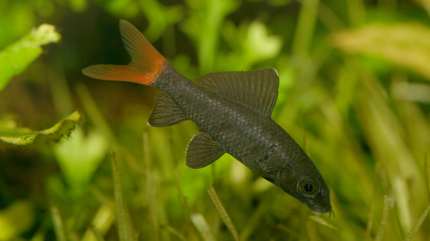Redtail Sharkminnow