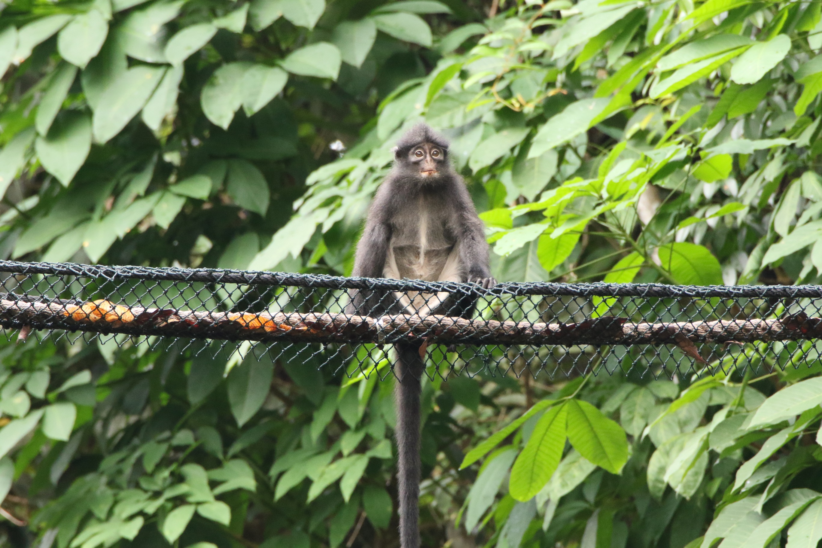 Raffle Rope Population of Singapore's Critically Endangered Raffles' Banded Langur ...