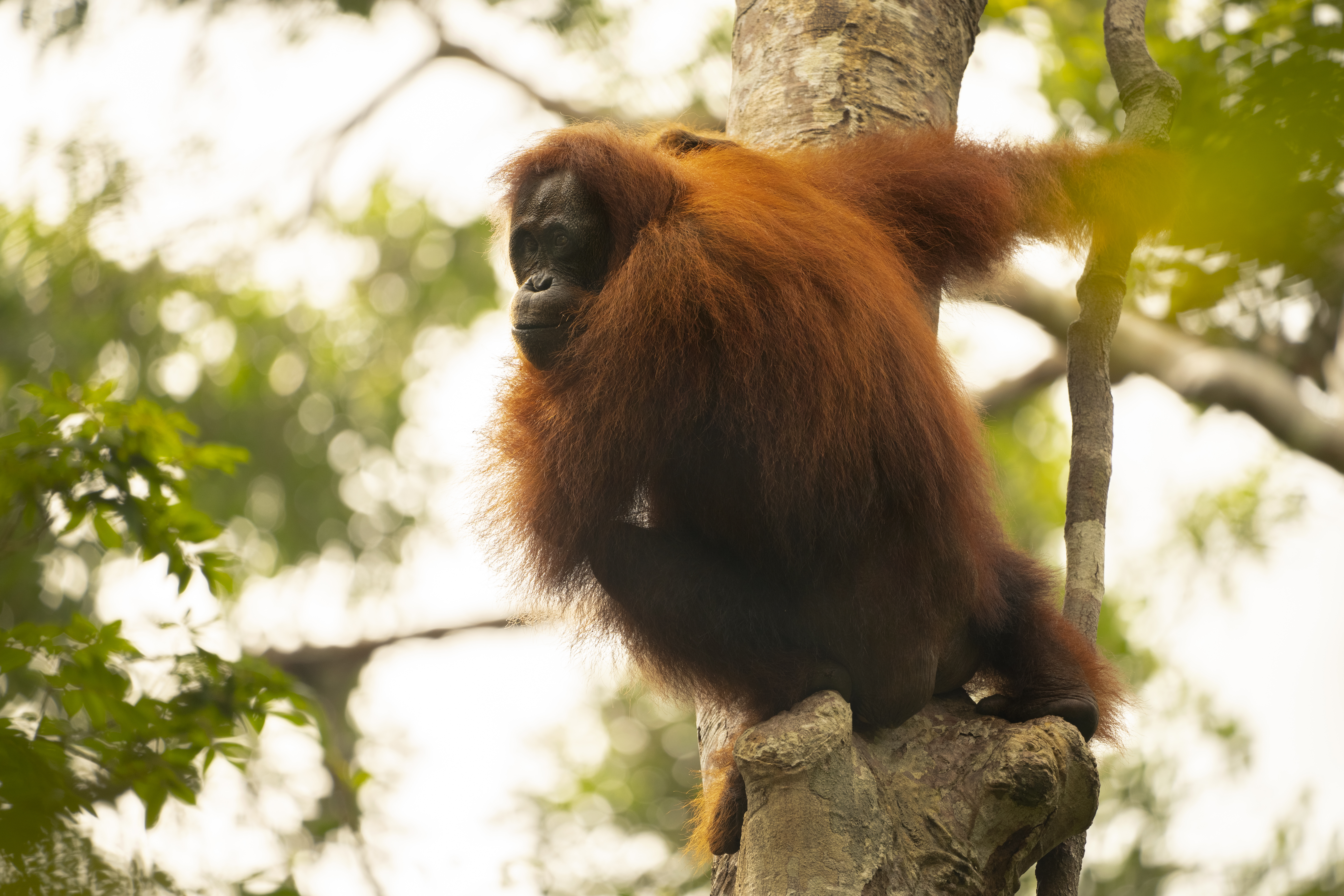orangutan