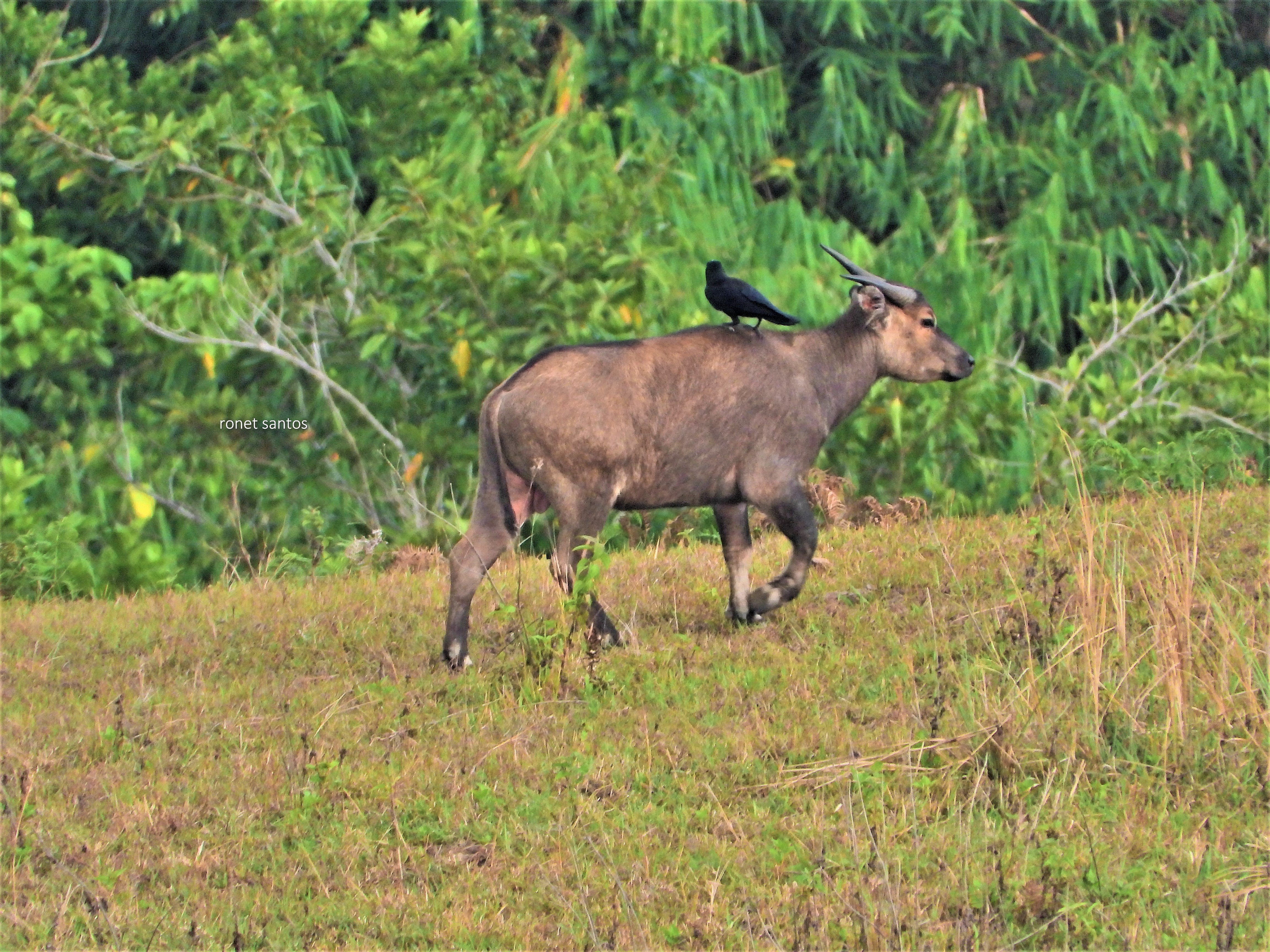 Tamaraw