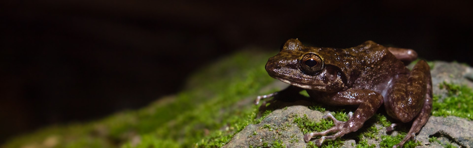 Conserving an Endemic Philippine Amphibian
