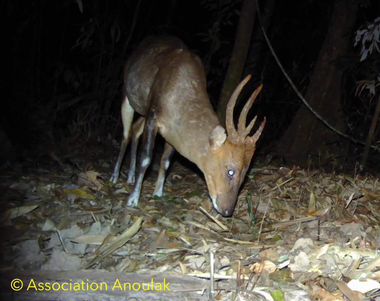 Large-antlered Munjac