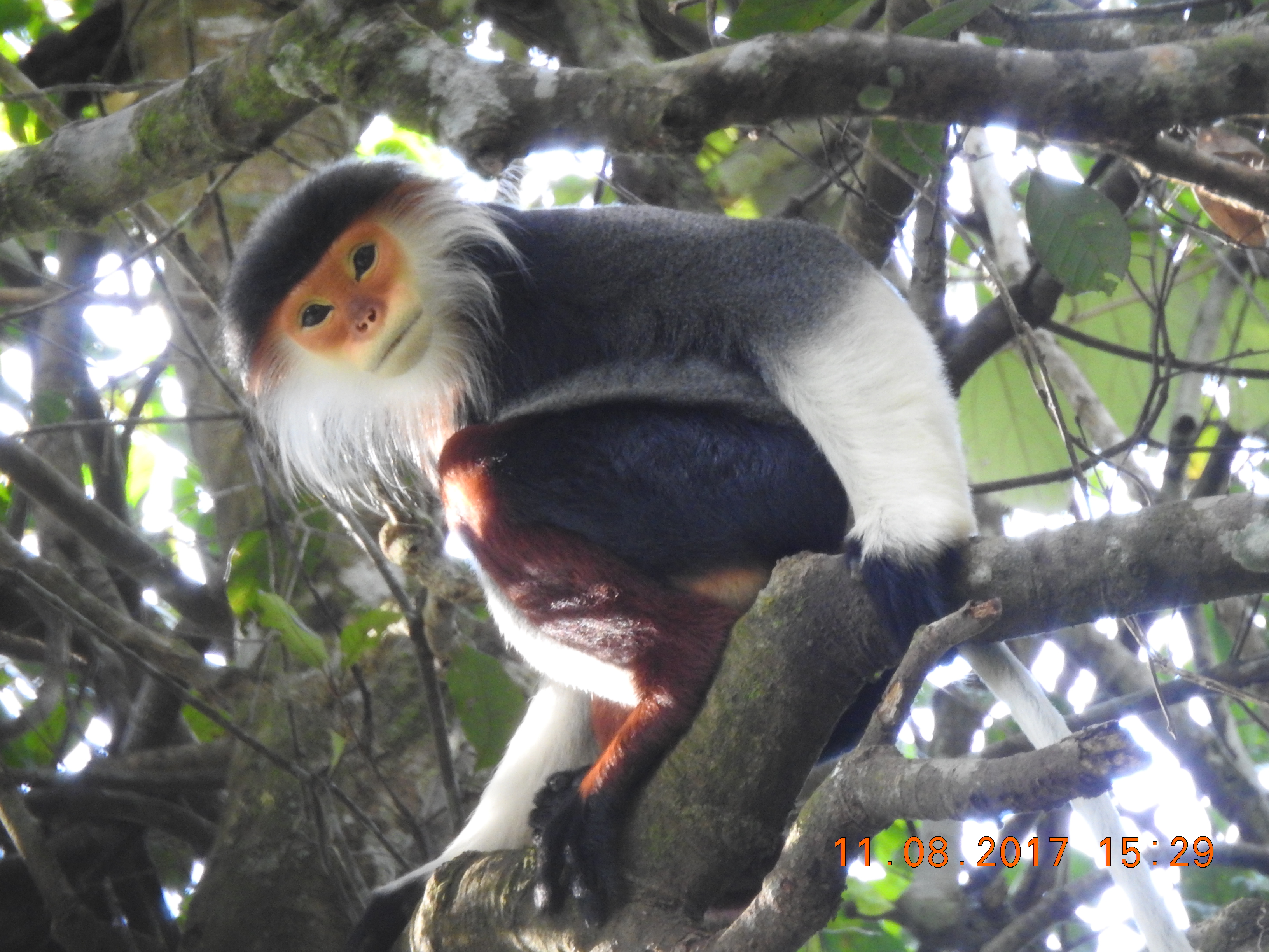 Red-shanked Douc Langur