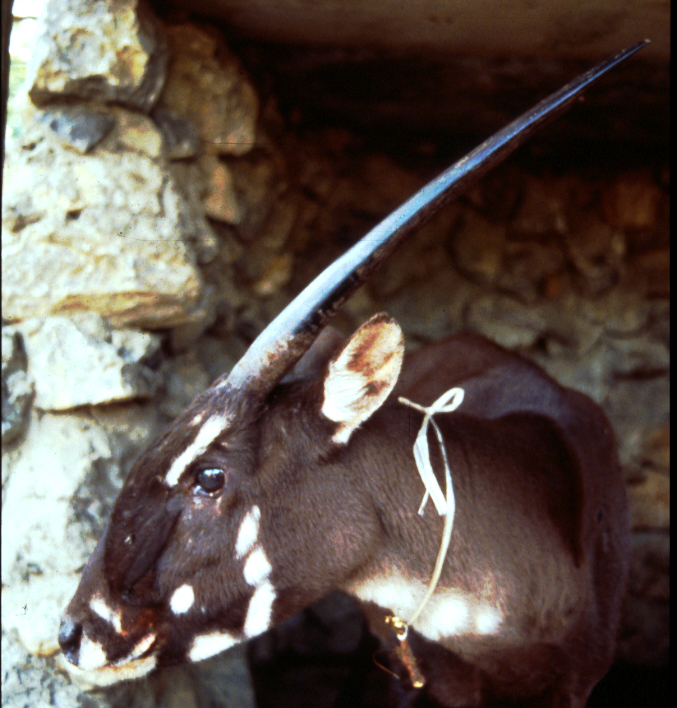 Saola