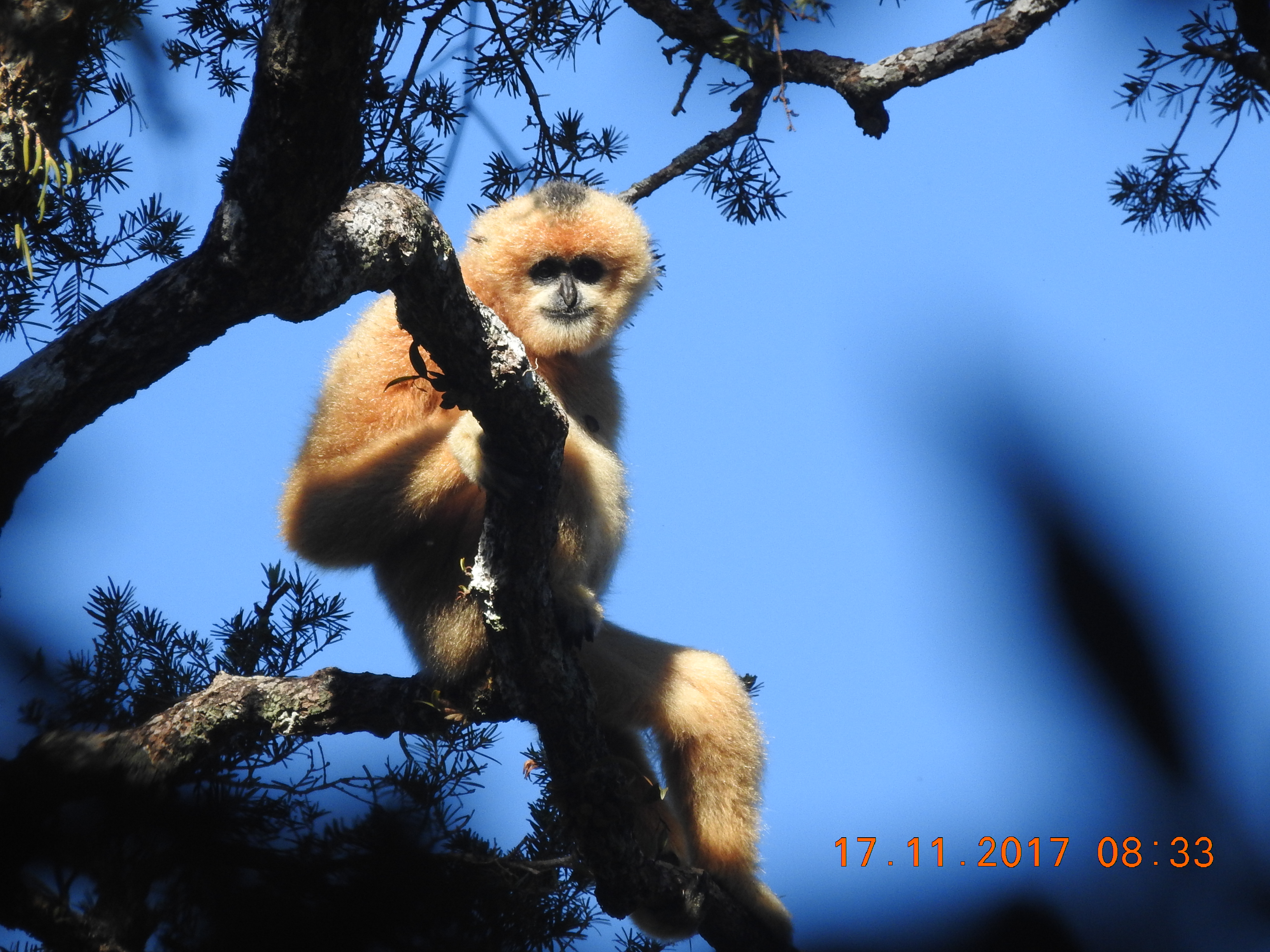 Southern White-cheeked Gibbon