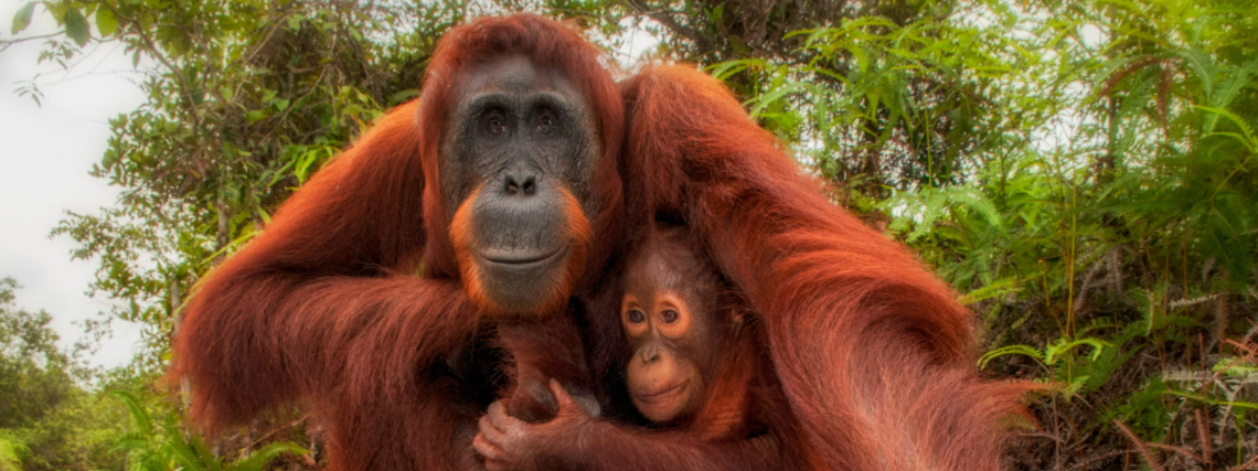 Bornean Orangutan