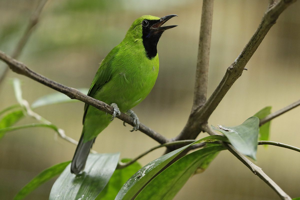Greater Green Leafbird