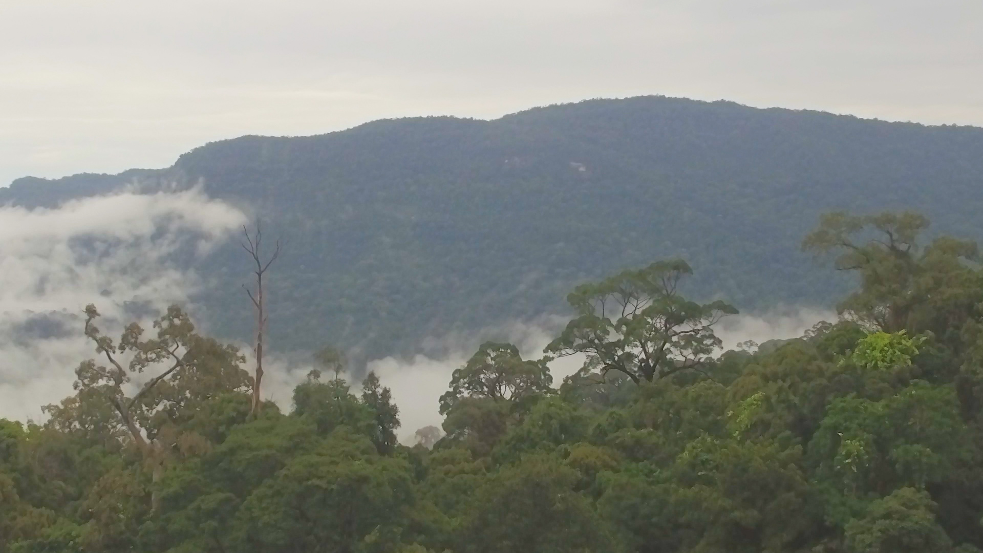 Gunung Niut Nature Reserve