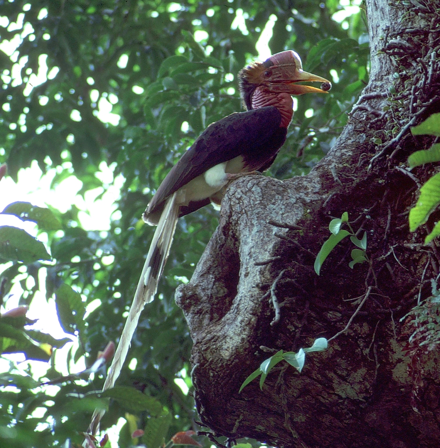 Helmeted Hornbill