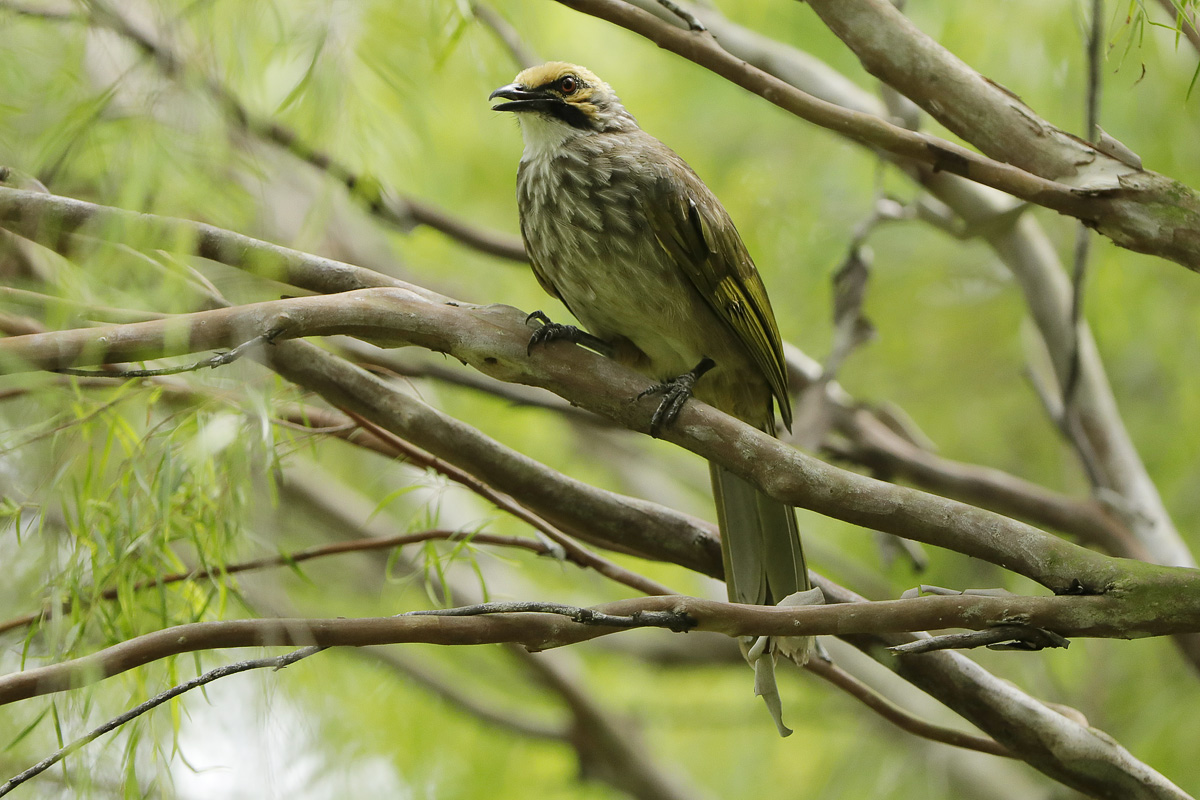 Straw-headed Bulbul