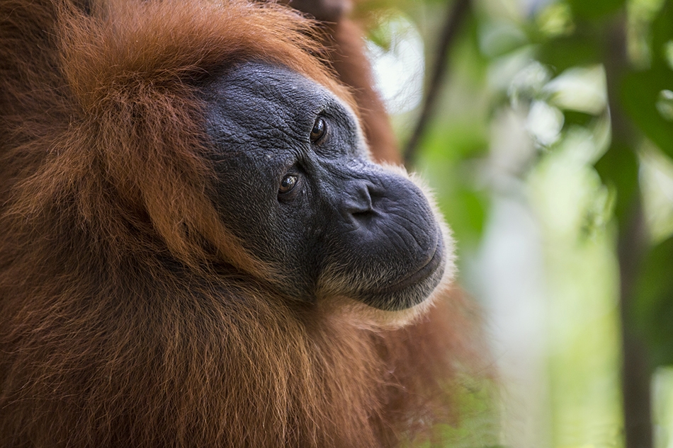 Sumatran Orangutan