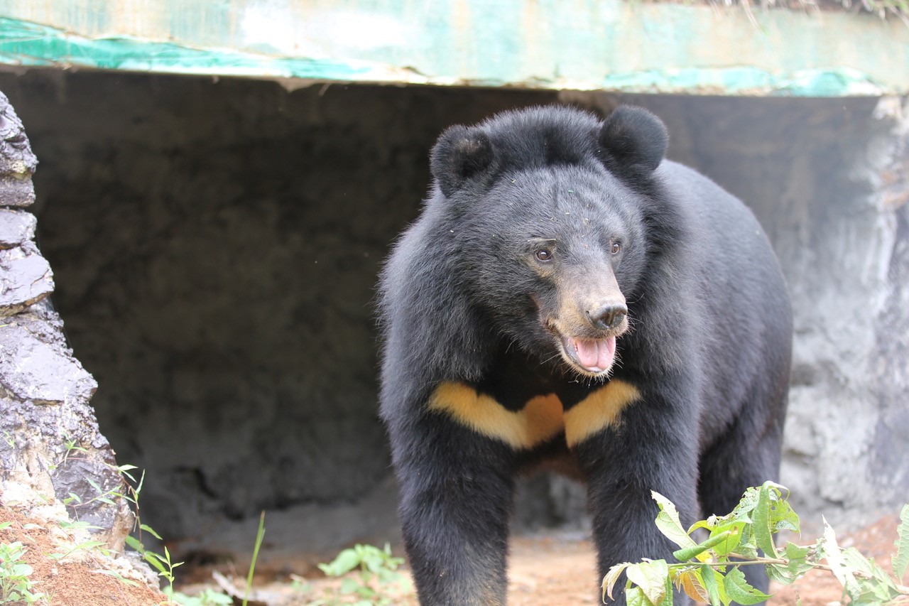 Asiatic Black Bear