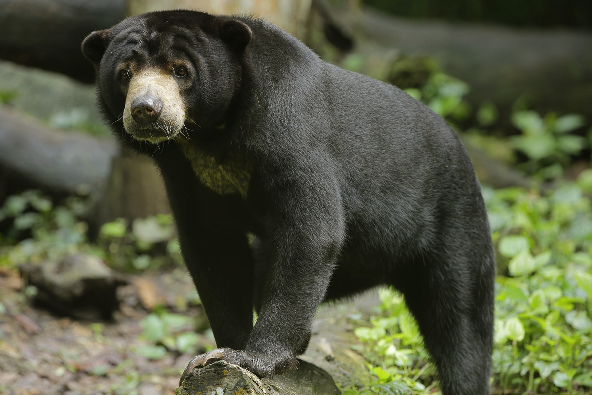 Sun Bear