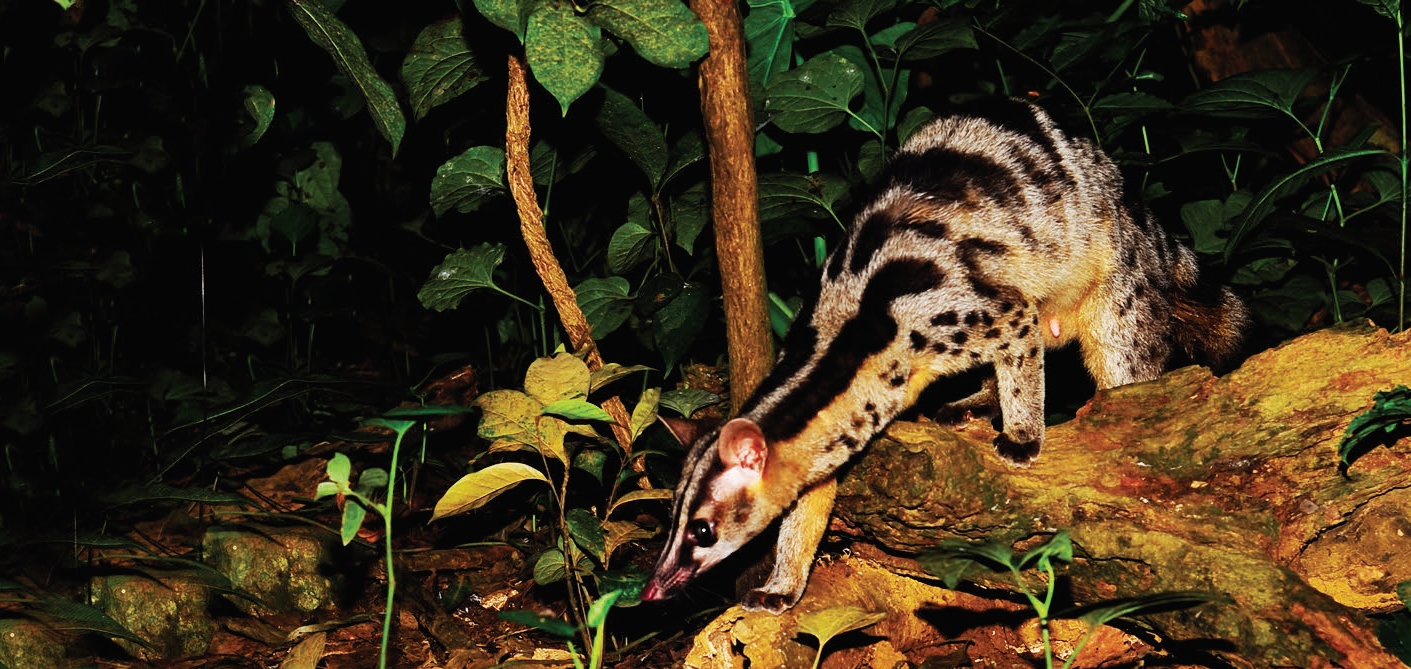 Owsten’s civet
