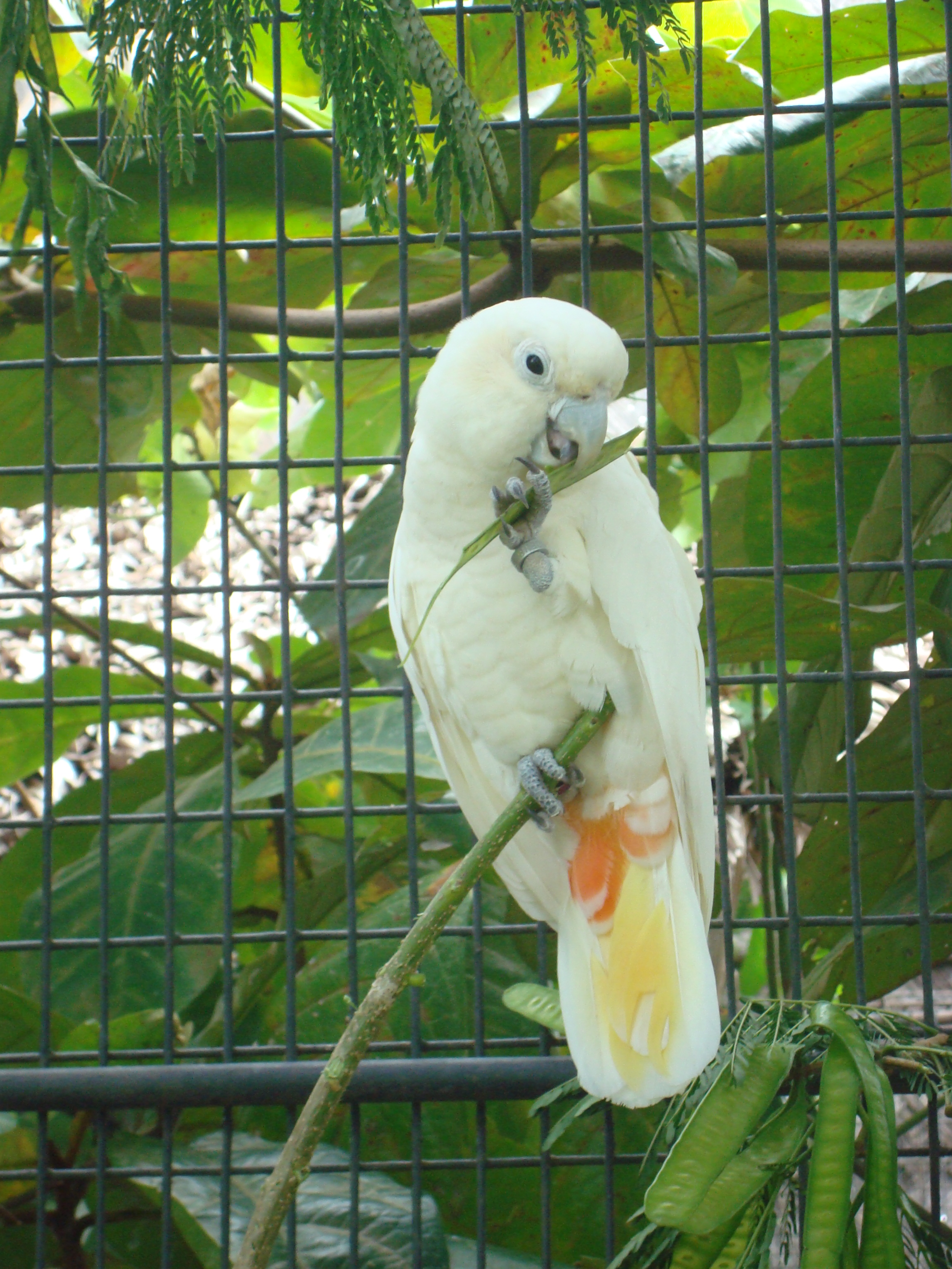 Philippine Cockatoo 