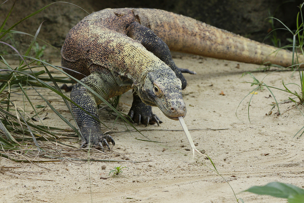https://www.mandainature.org/content/dam/mandai-nature/resources/en/img/project-detail-pages/komodo-dragon-conservation-on-flores-island/Komodo-dragon%28main%29.jpg