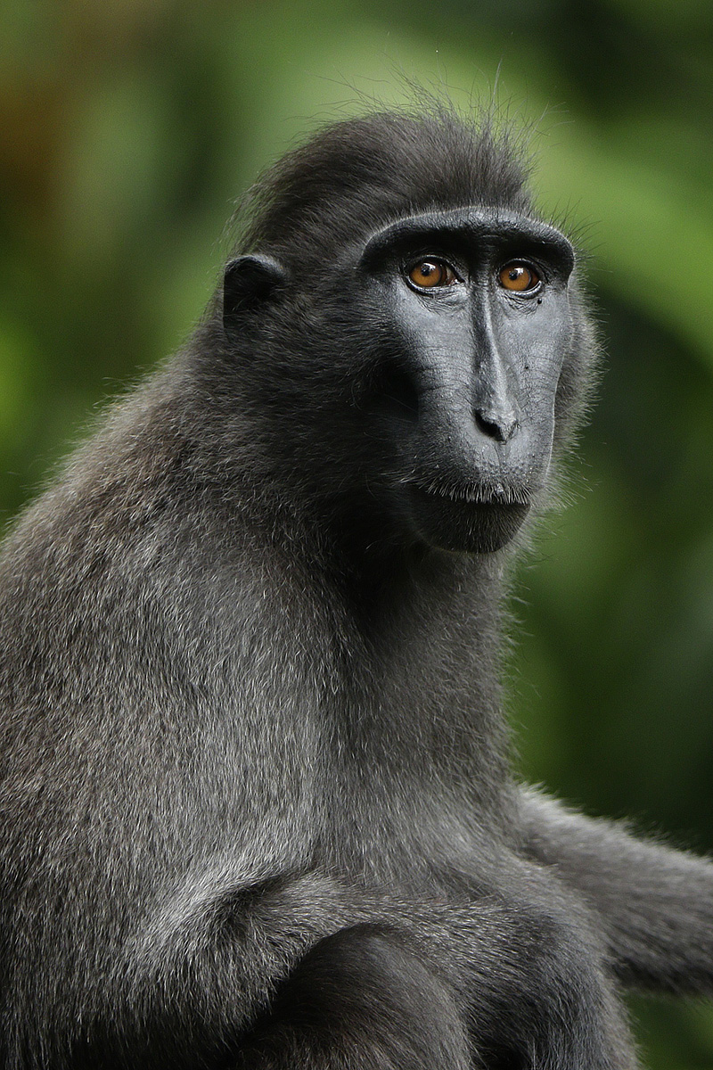 Celebes Crested Macaque