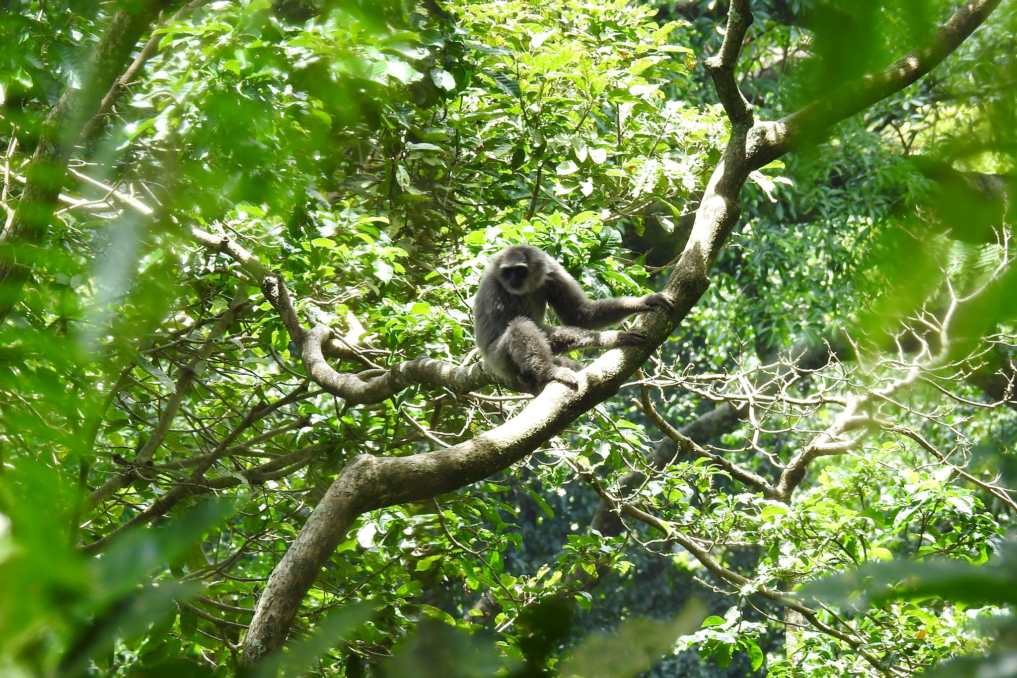 Raffles’ Banded Langur   