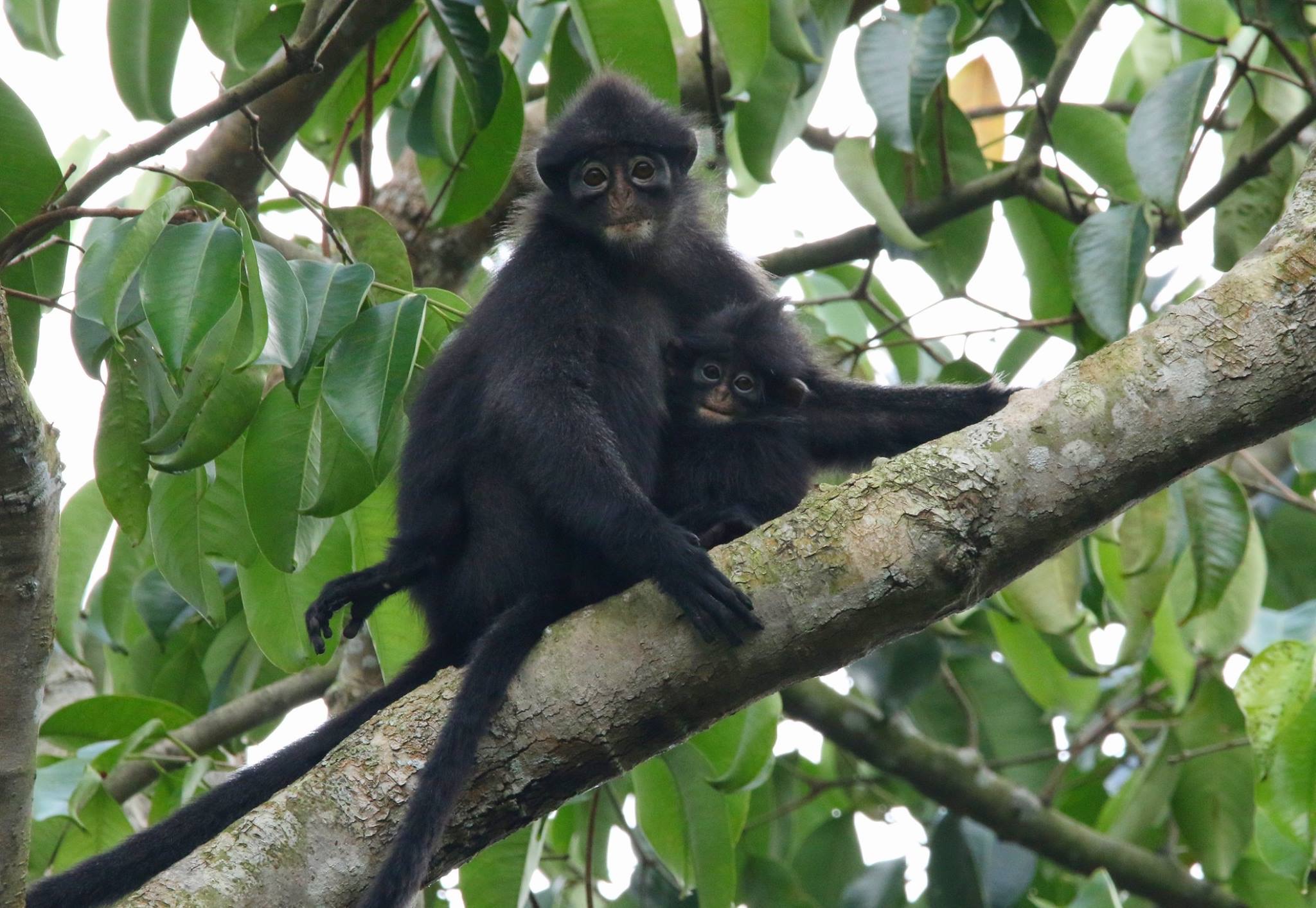 Raffles’ Banded Langur