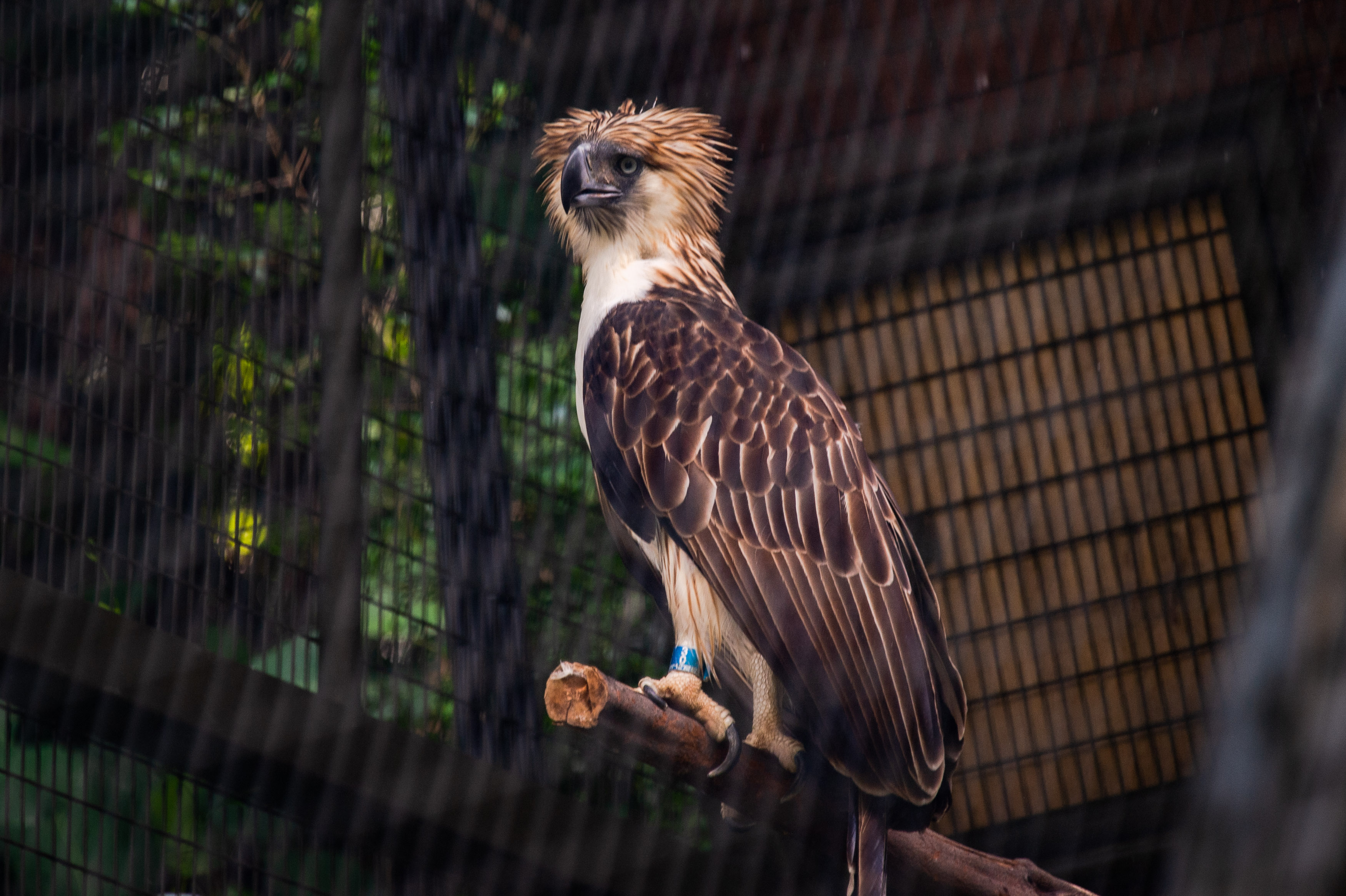 Philippine Eagle