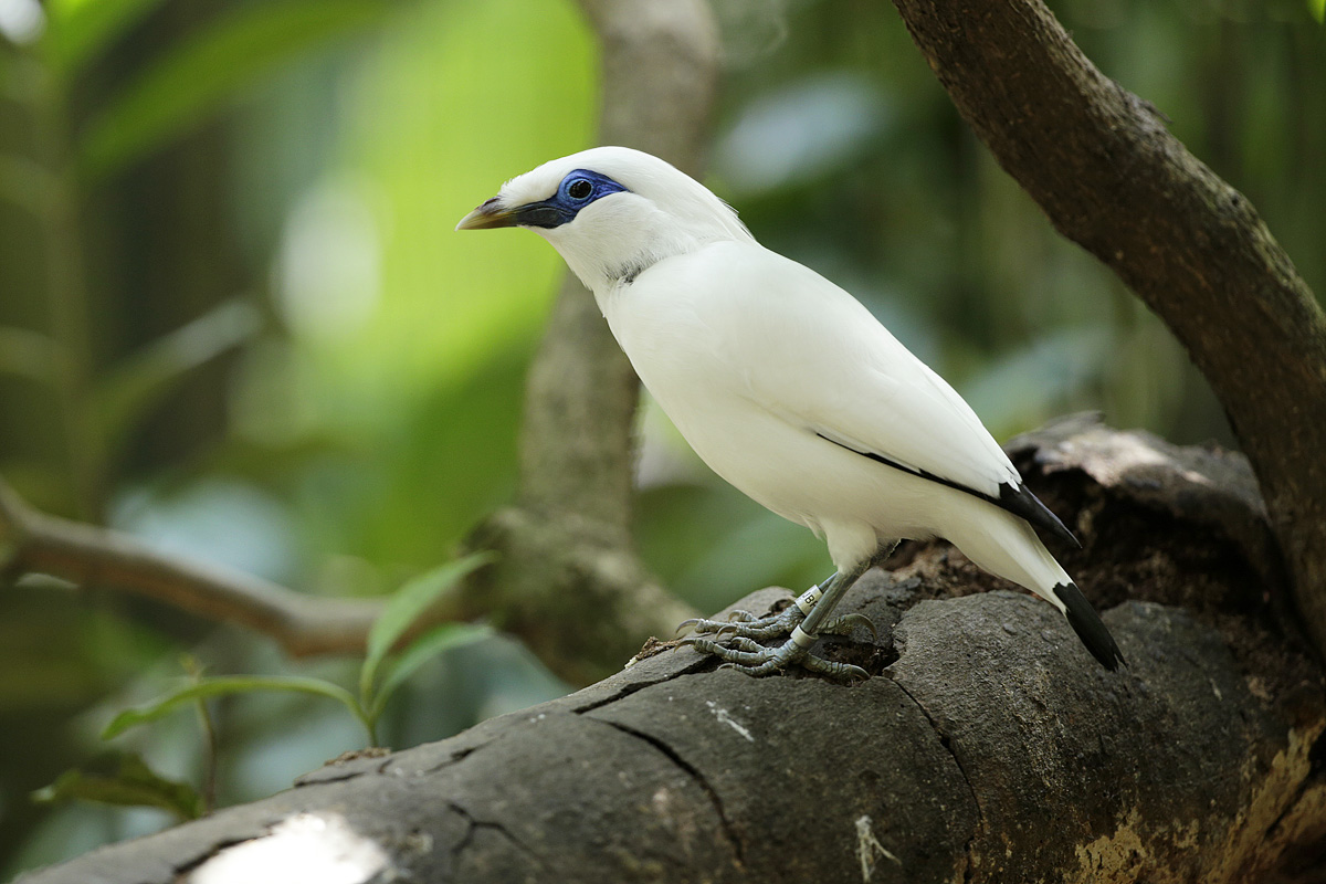 Bali Starling