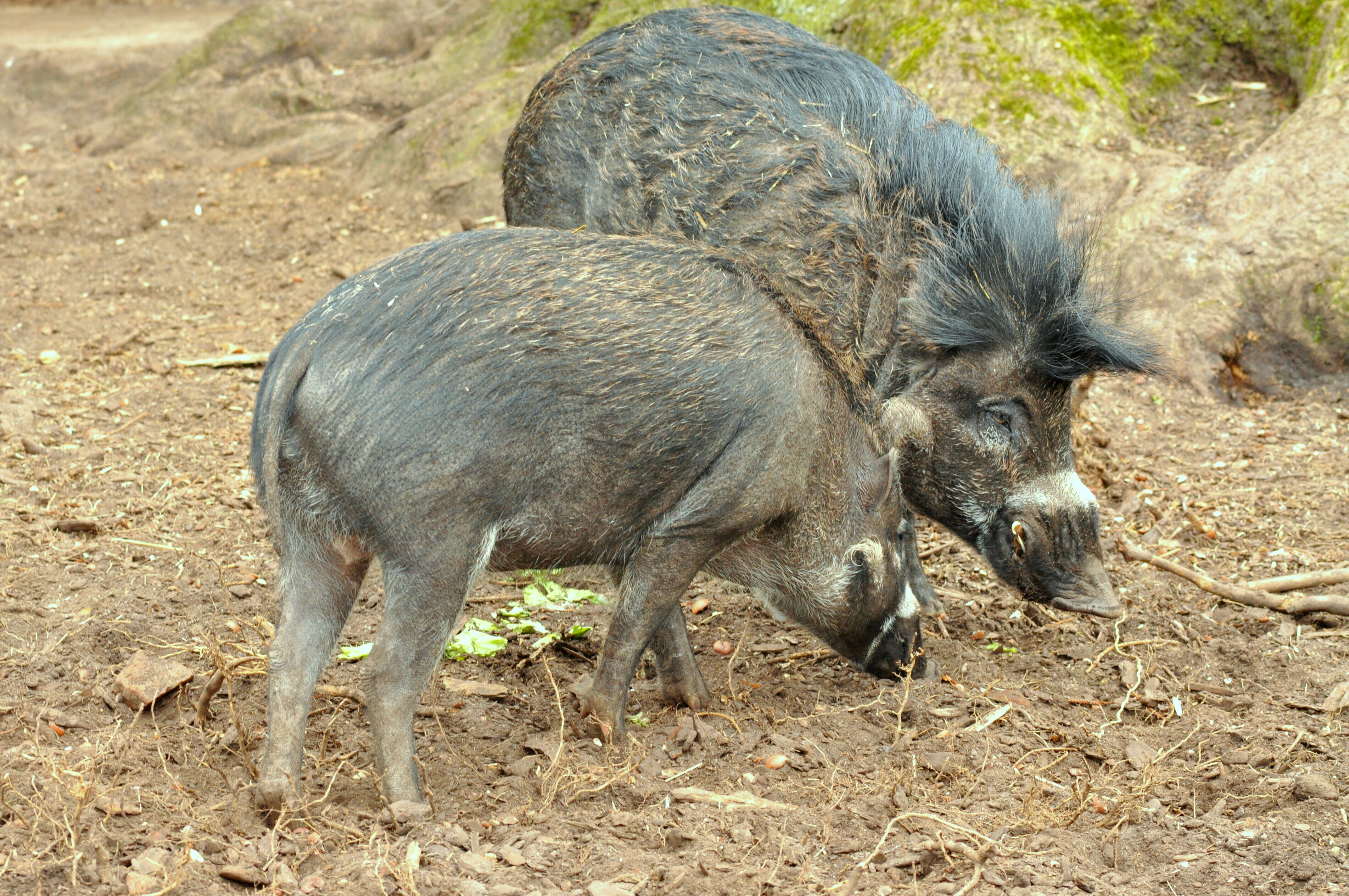 Visayan Warty Pig
