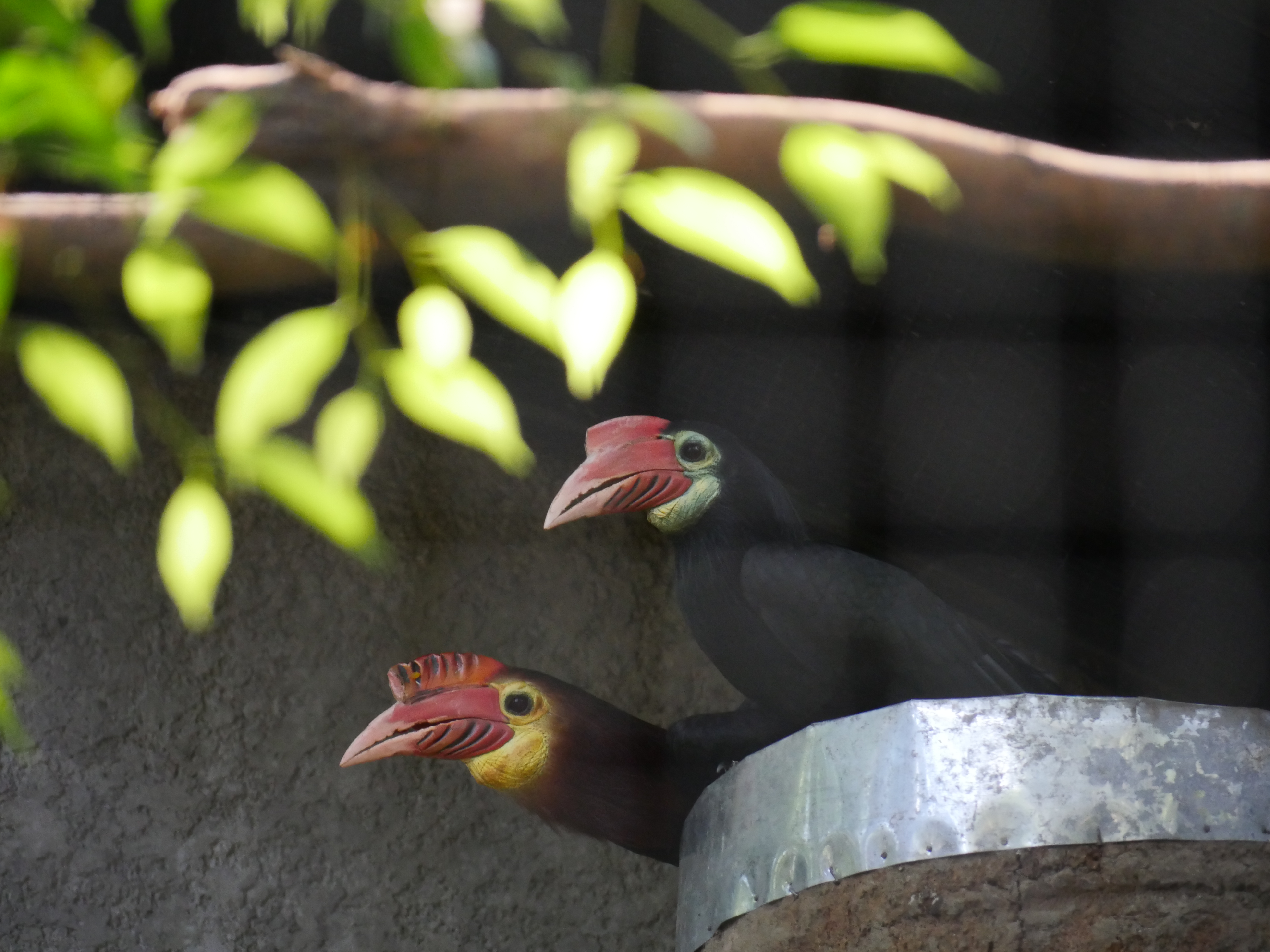 Rufous-headed Hornbill