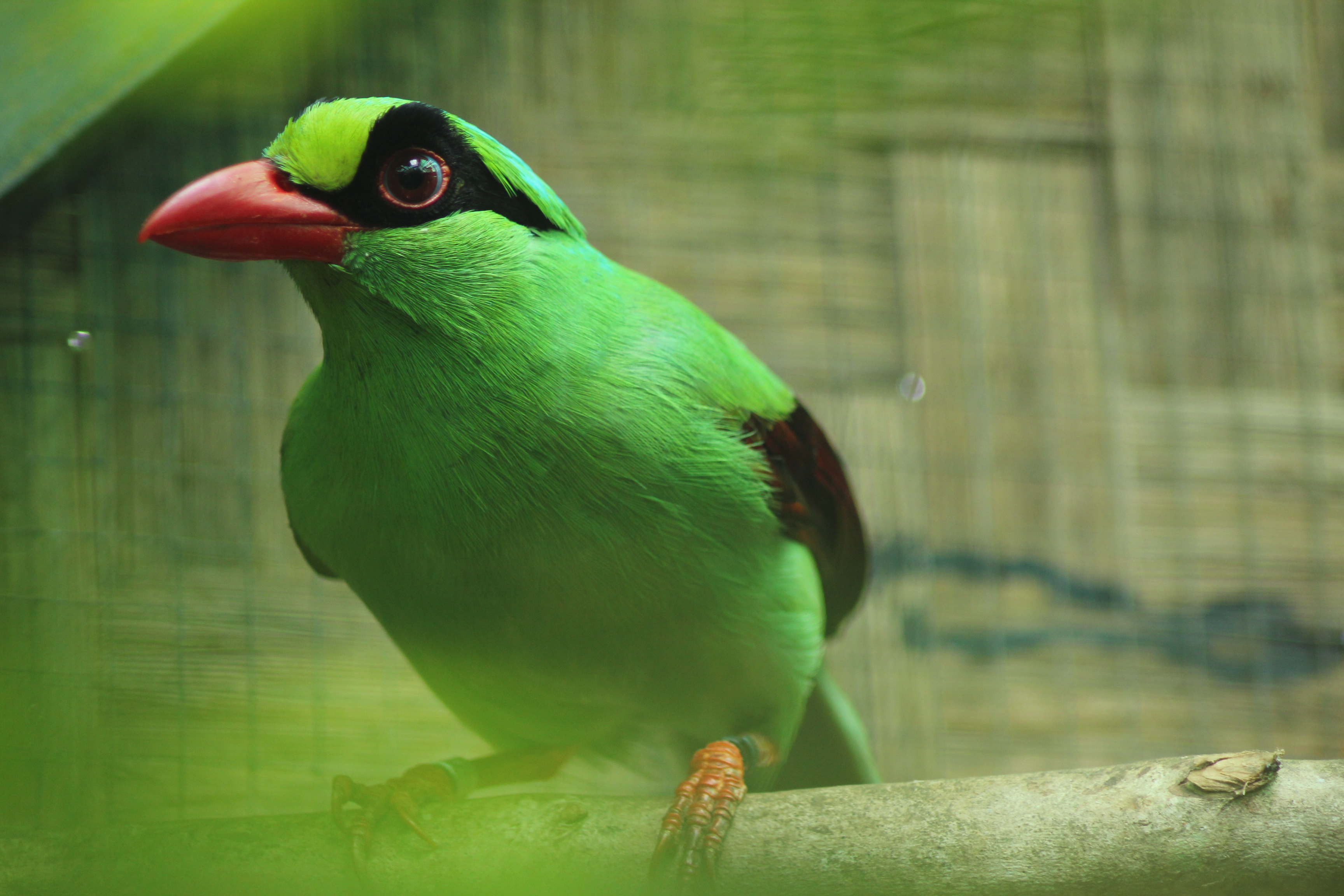 Javan Green Magpie
