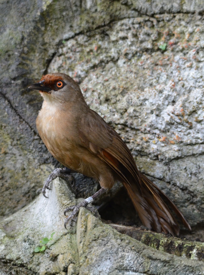 Rufus-fronted Laughingthrush