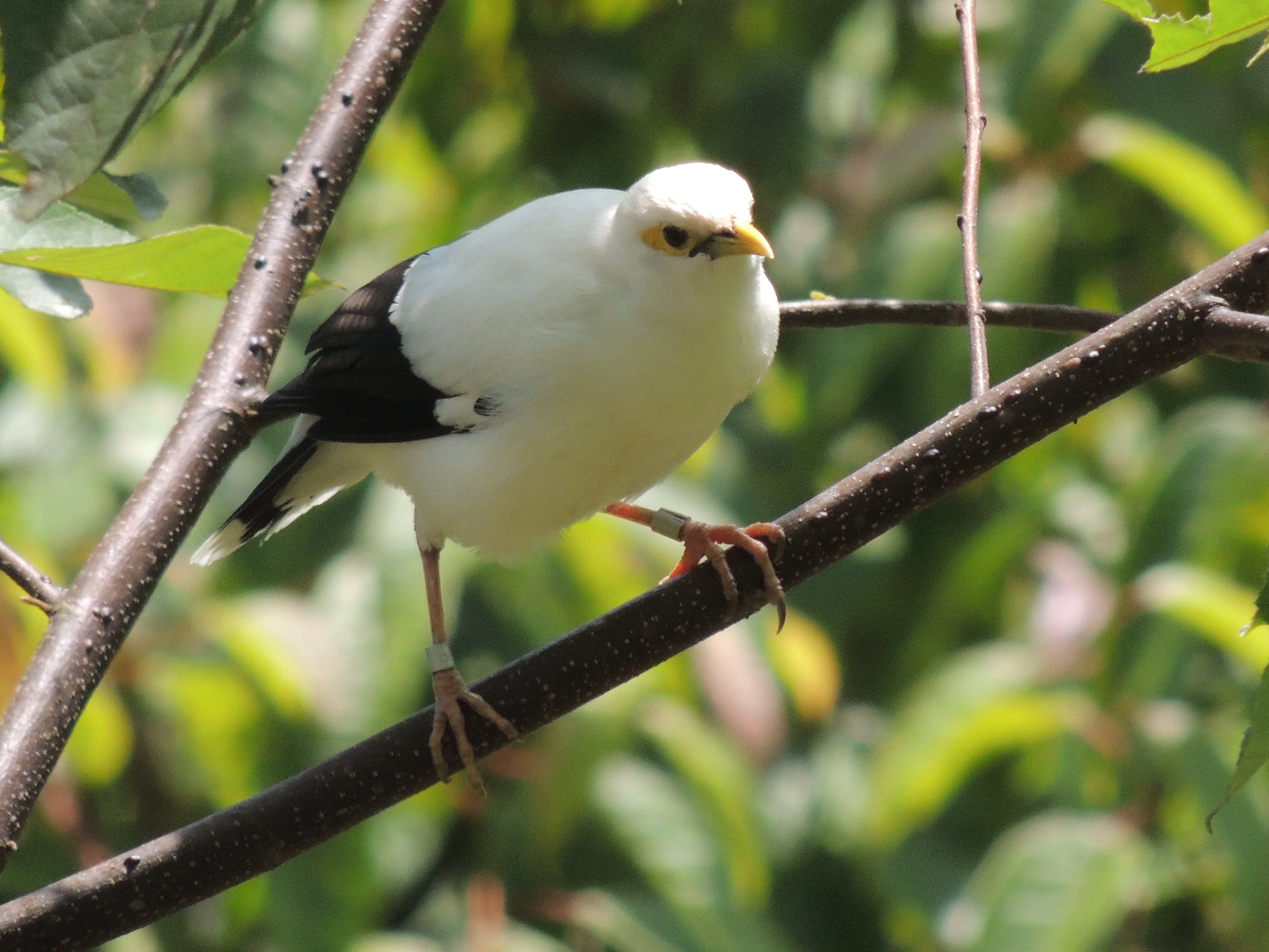 Black-winged Myna