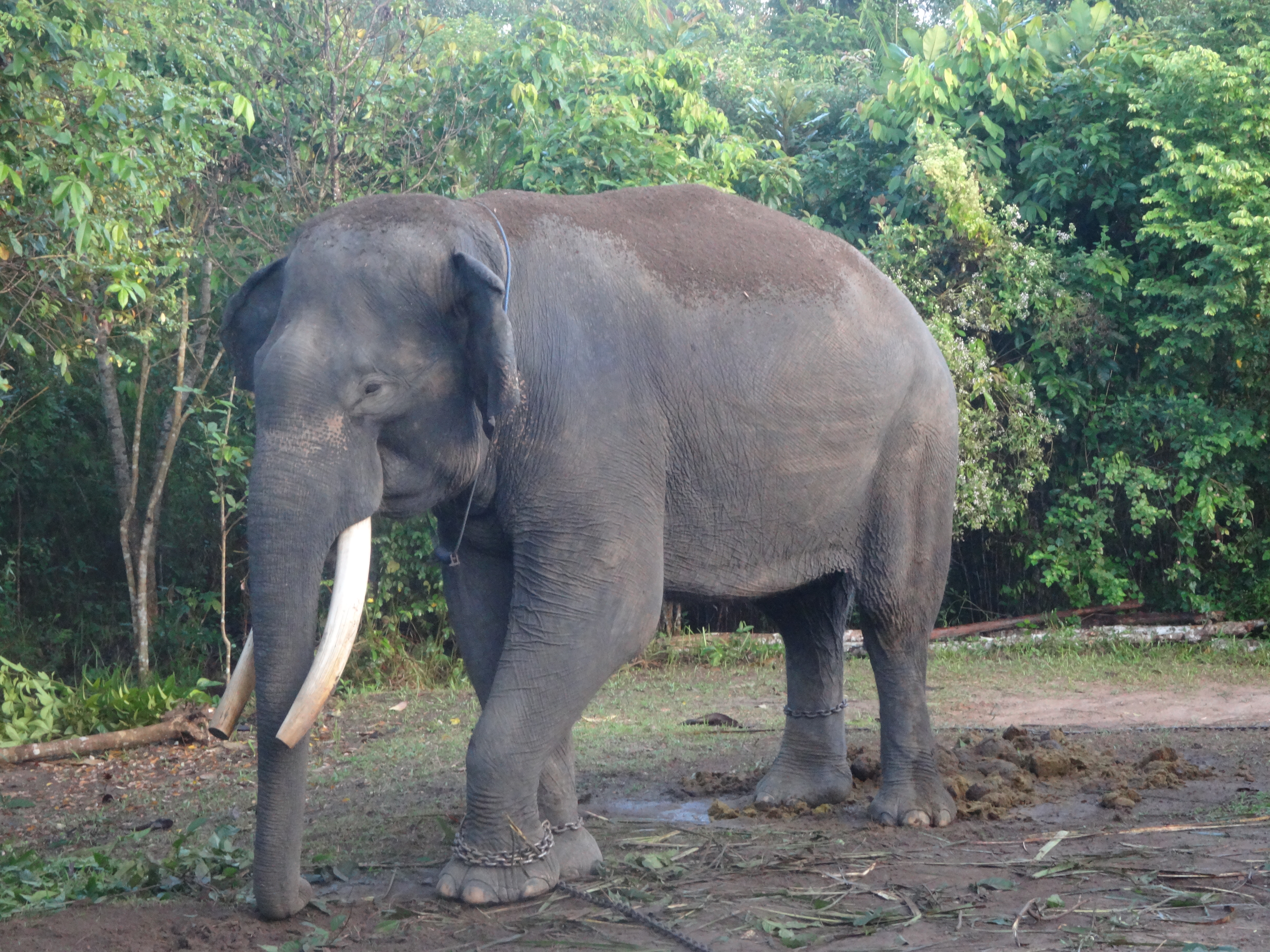 Sumatran Elephant