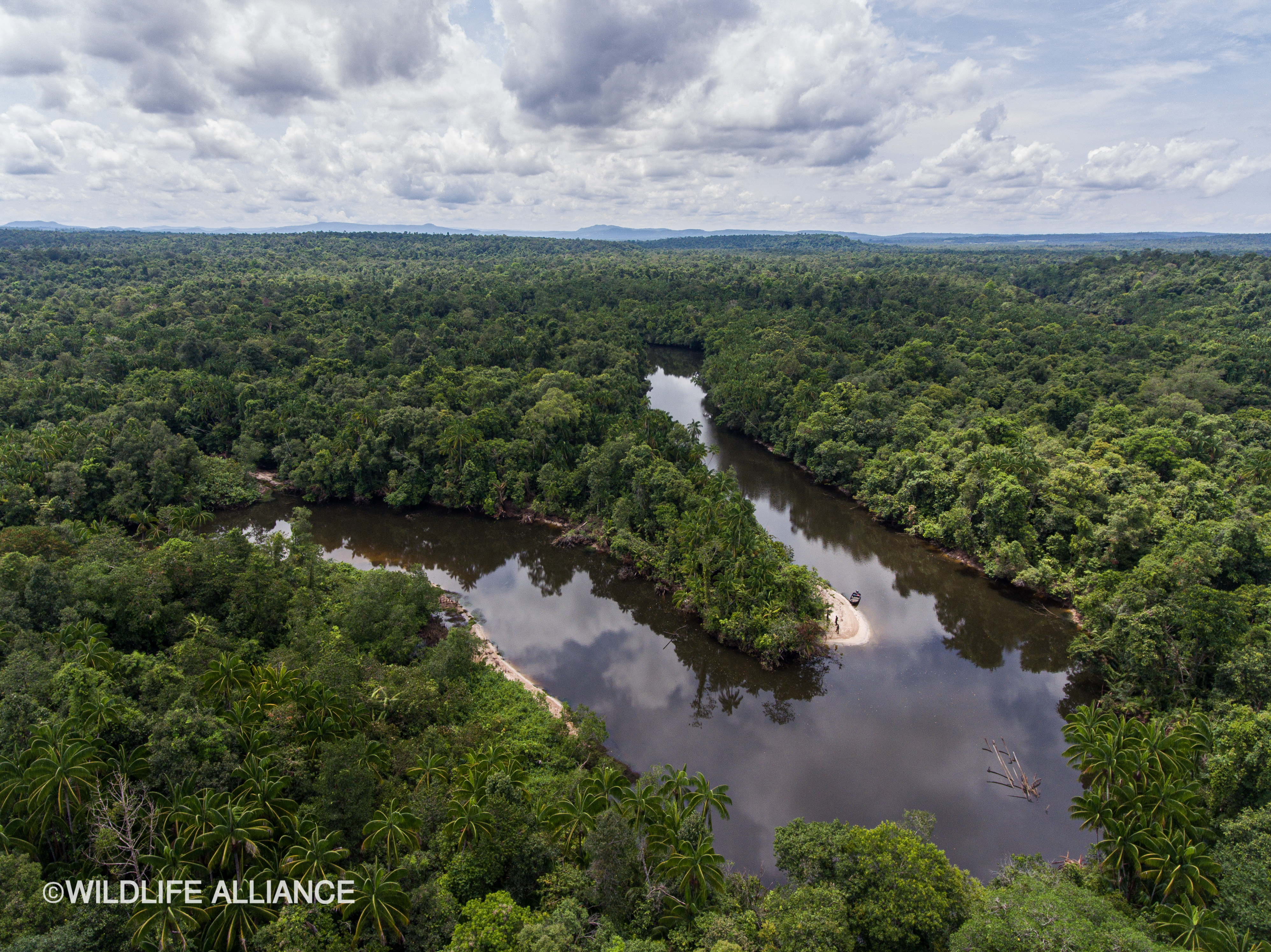 Cardamom Rainforest