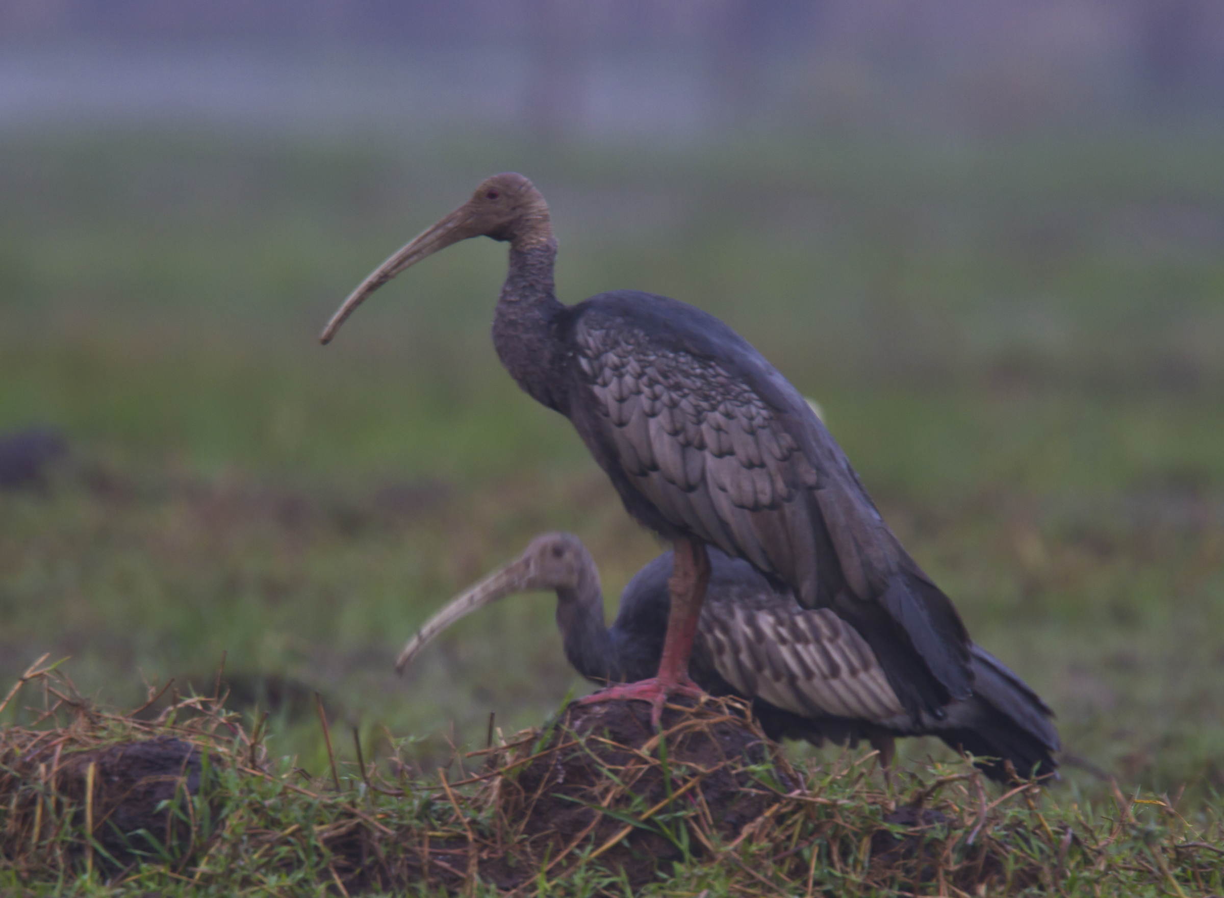 Giant Ibis