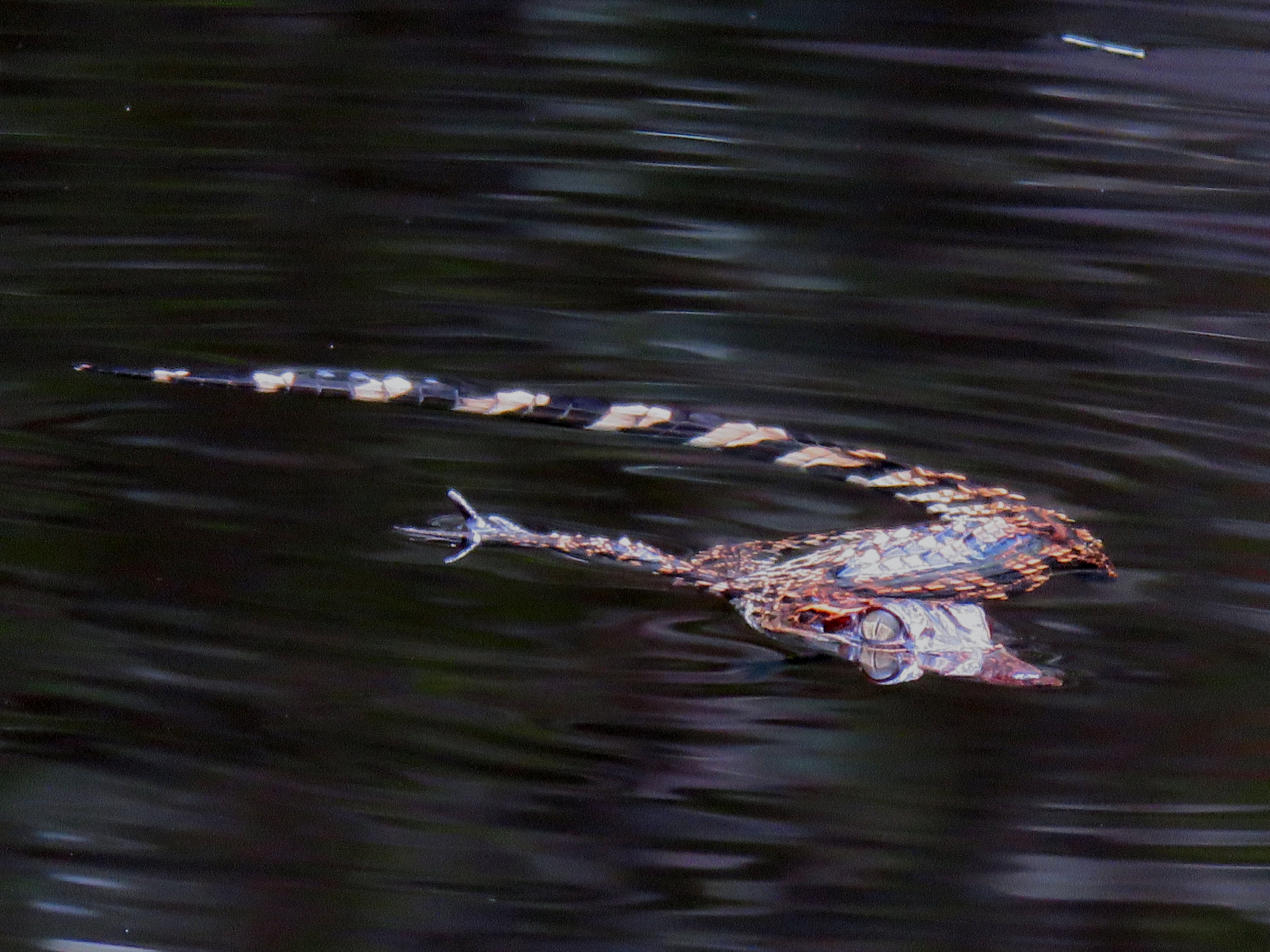 Siamese Crocodile