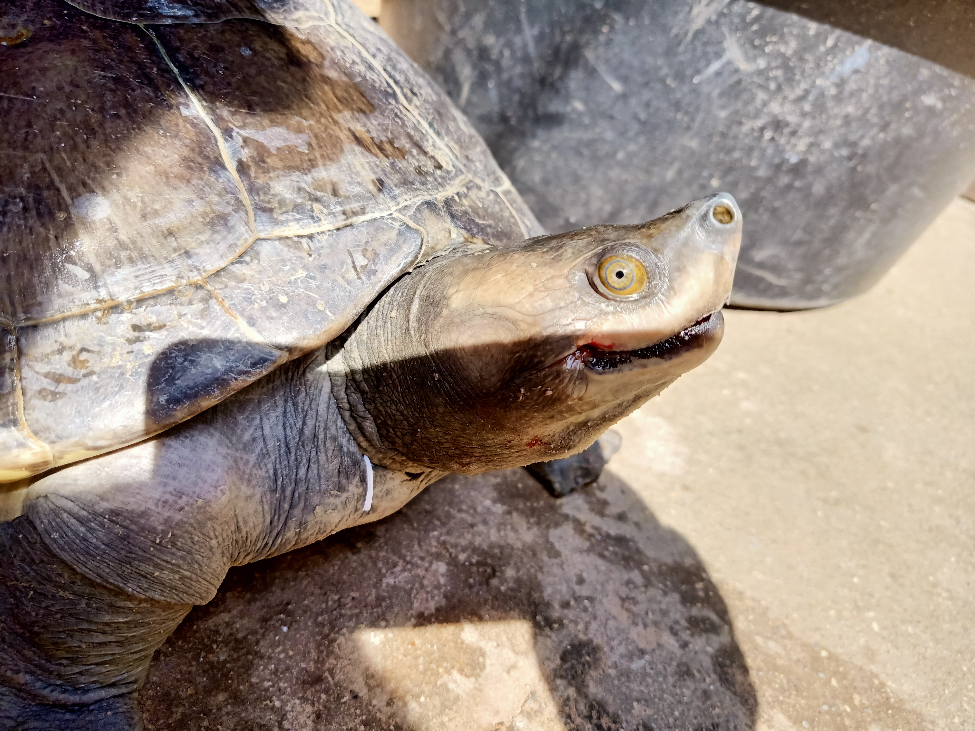 Southern River Terrapin