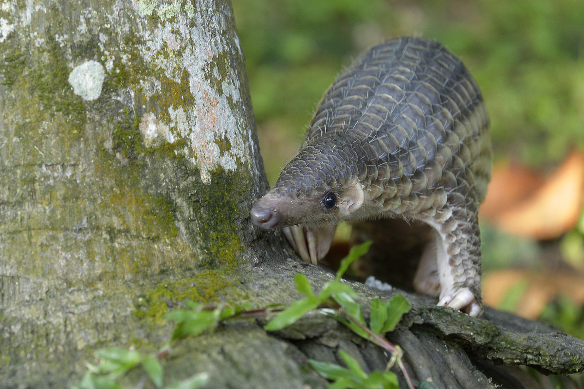Sunda Pangolin
