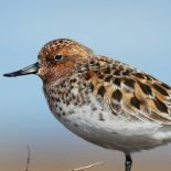 Spoon-billed Sandpiper