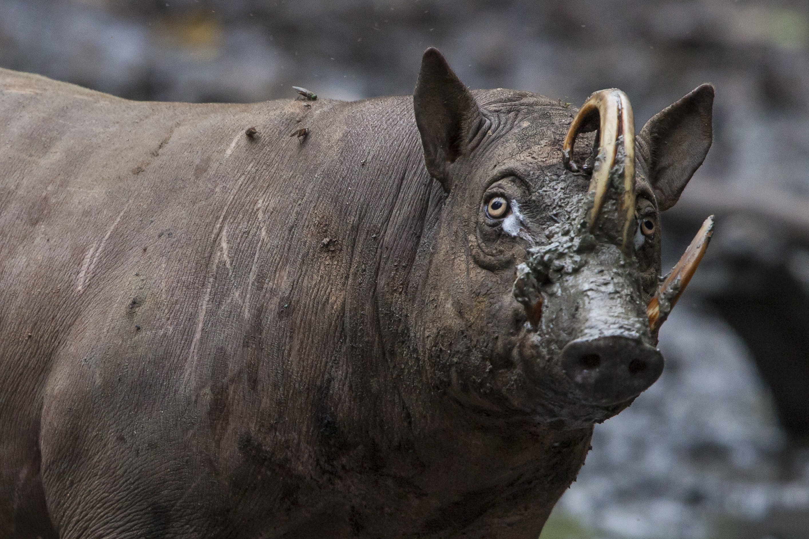 Babirusa