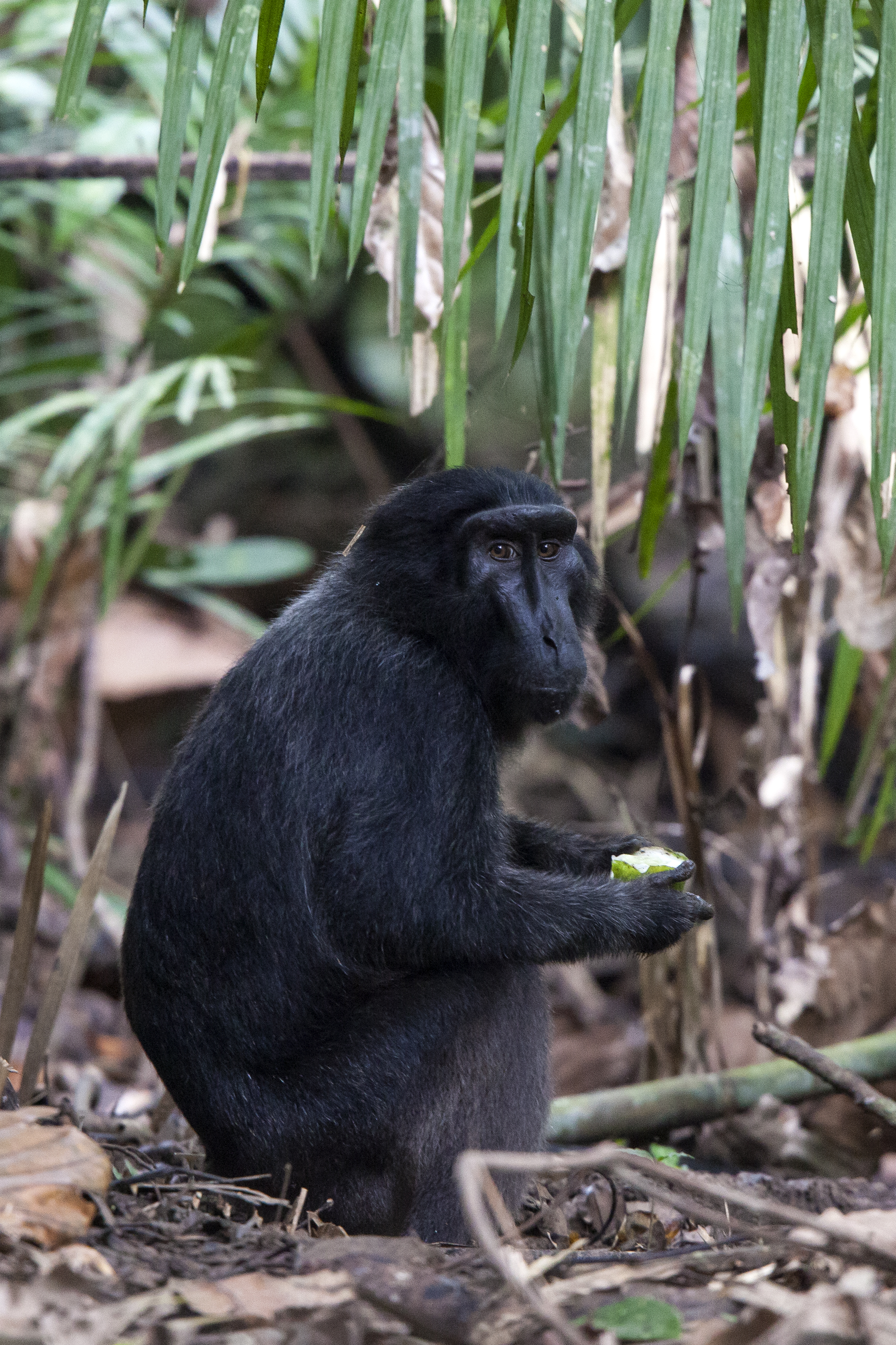 Heck’s Macaque