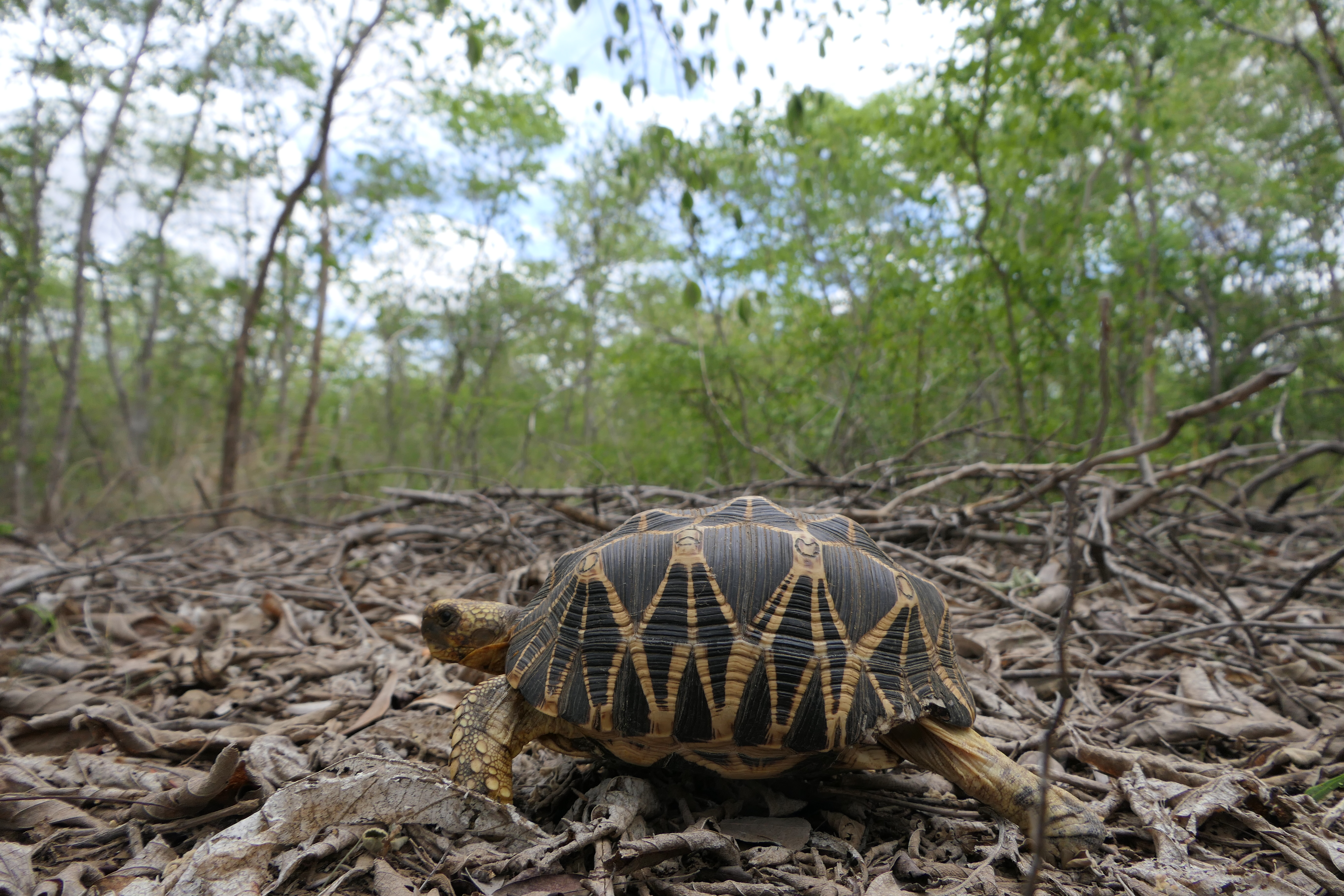 Burmese Star Tortoise